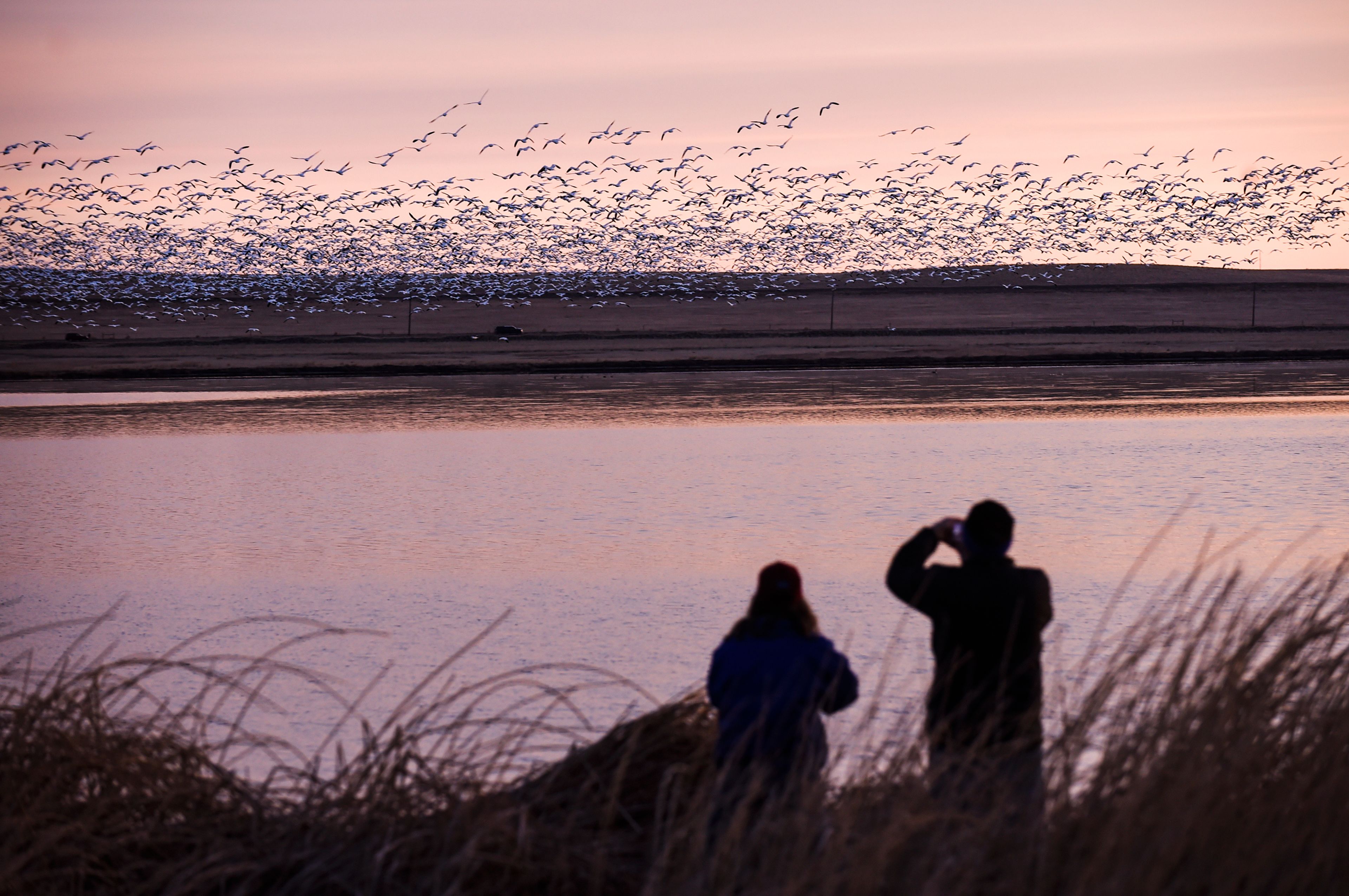 Two bird watchers photograph thousands of snow geese March 24, 2017, at the Freezeout Lake Wildlife Management Area outside of Fairfield, Mont. A new online atlas of bird migration, published Thursday, draws from an unprecedented number of scientific and community data sources to illustrate the routes of about 450 bird species in the Americas.