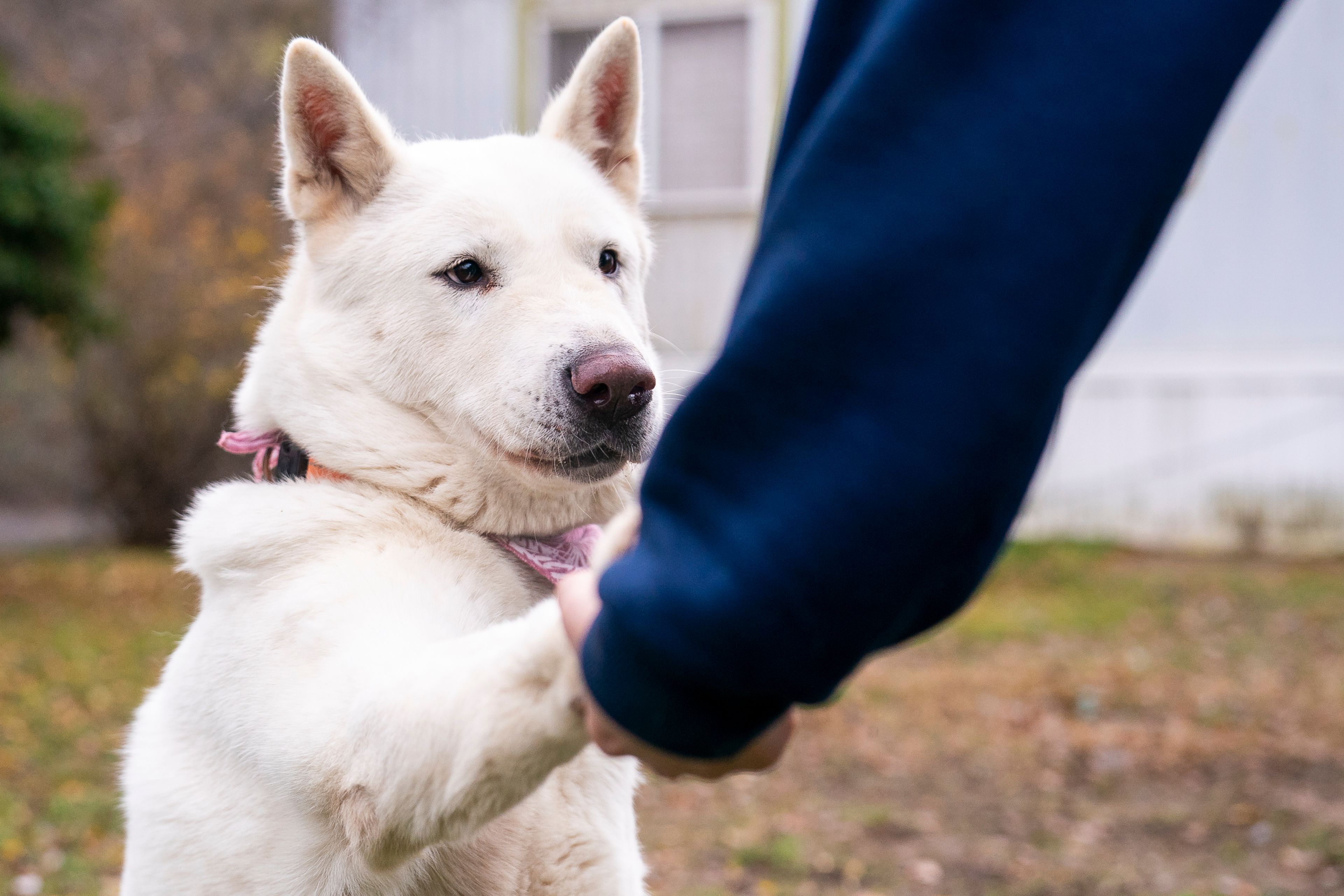 Kaya the dog shakes Blair Voltz’s hand on Friday at Lewis Clark Animal Shelter in Lewiston.