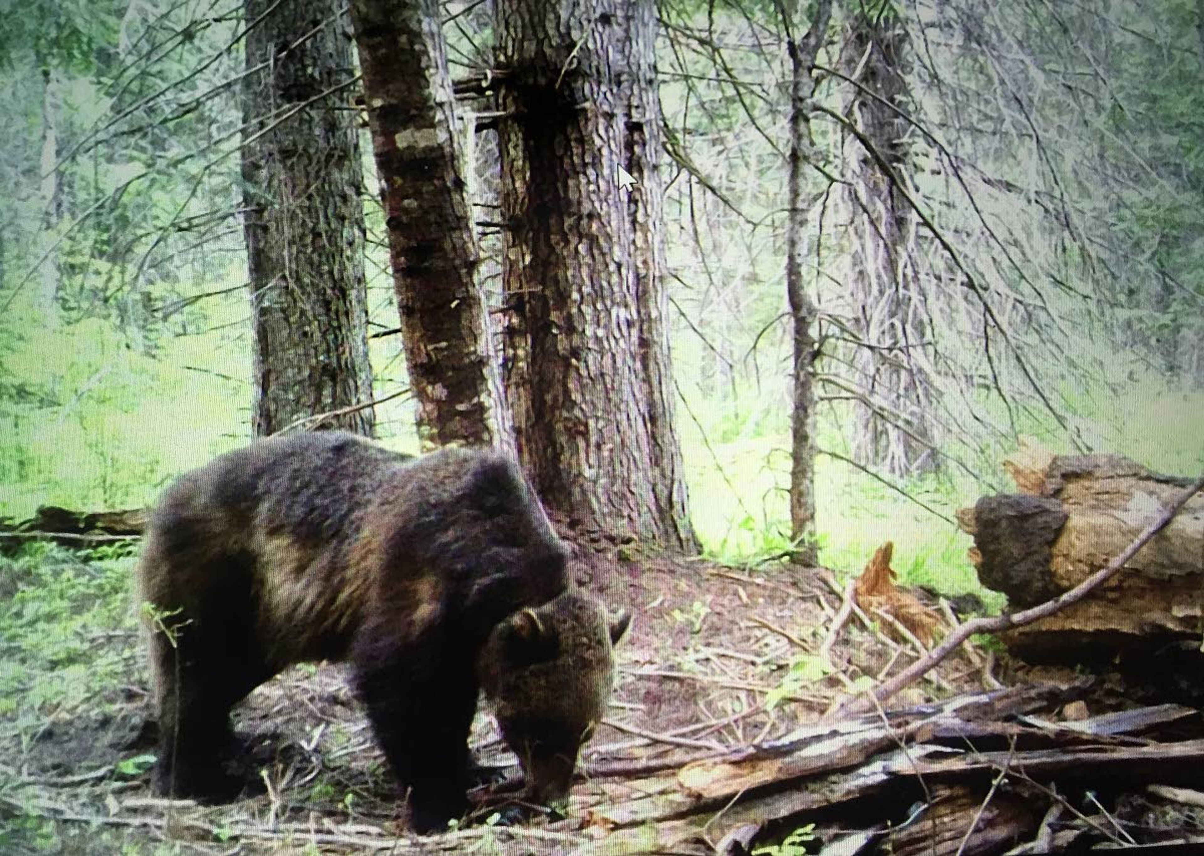 This grizzly bear, captured in a trail-camera photo in the Kelly Creek drainage in June of 2019 spent much of the summer in the Selway-Bitterroot Wilderness.