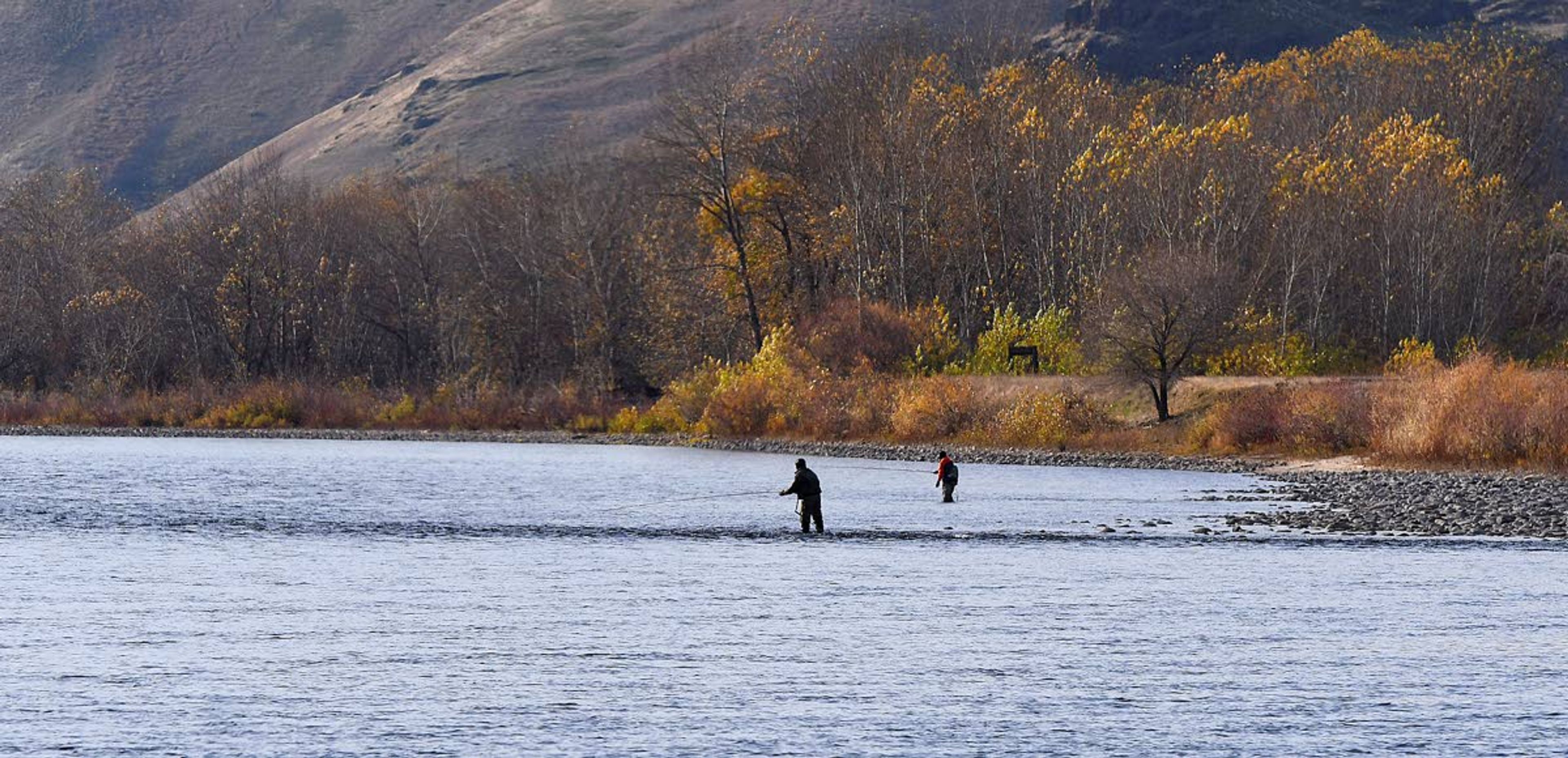 Steelhead anglers cast their lines Tuesday into the Clearwater River just below Hog Island. Idaho Fish and Game announced Wednesday that the state’s steelhead season will be suspended after Dec. 7, in response to a pending lawsuit.