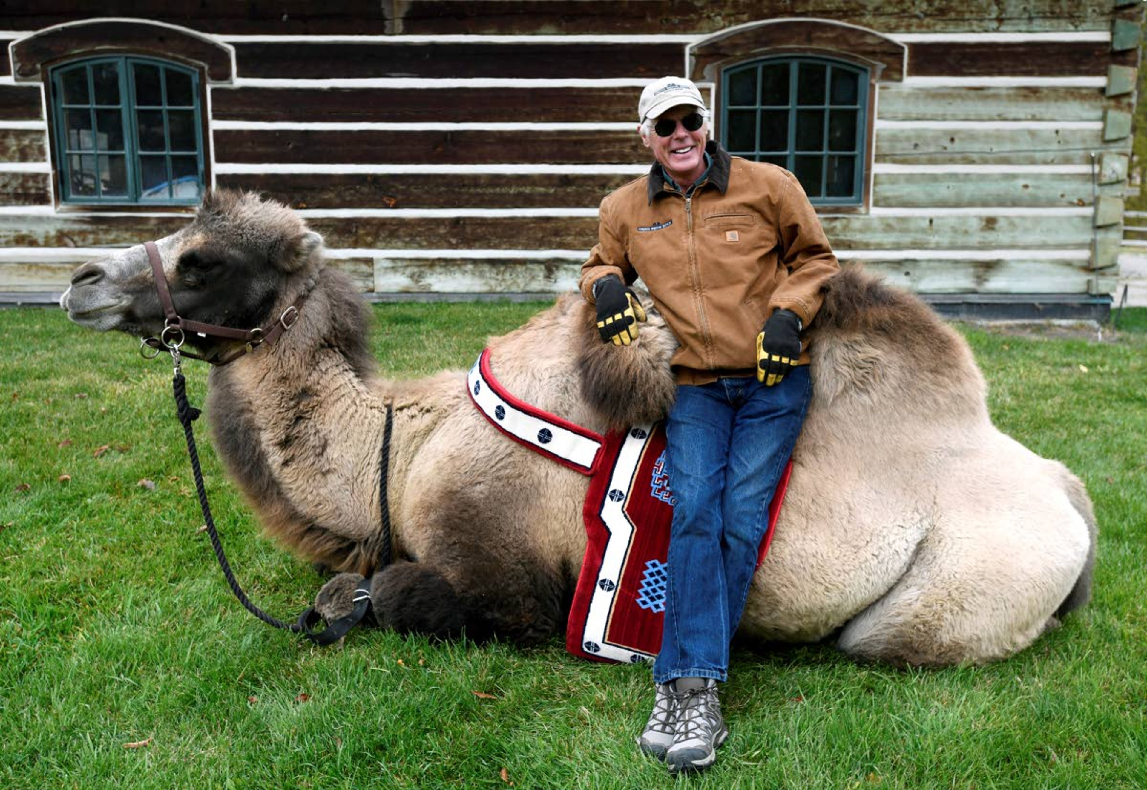 Jim Watson sits on Carlos, his 7-year-old Bactrian camel, Oct. 10 at the Spring Brook Ranch near Kalispell, Mont.