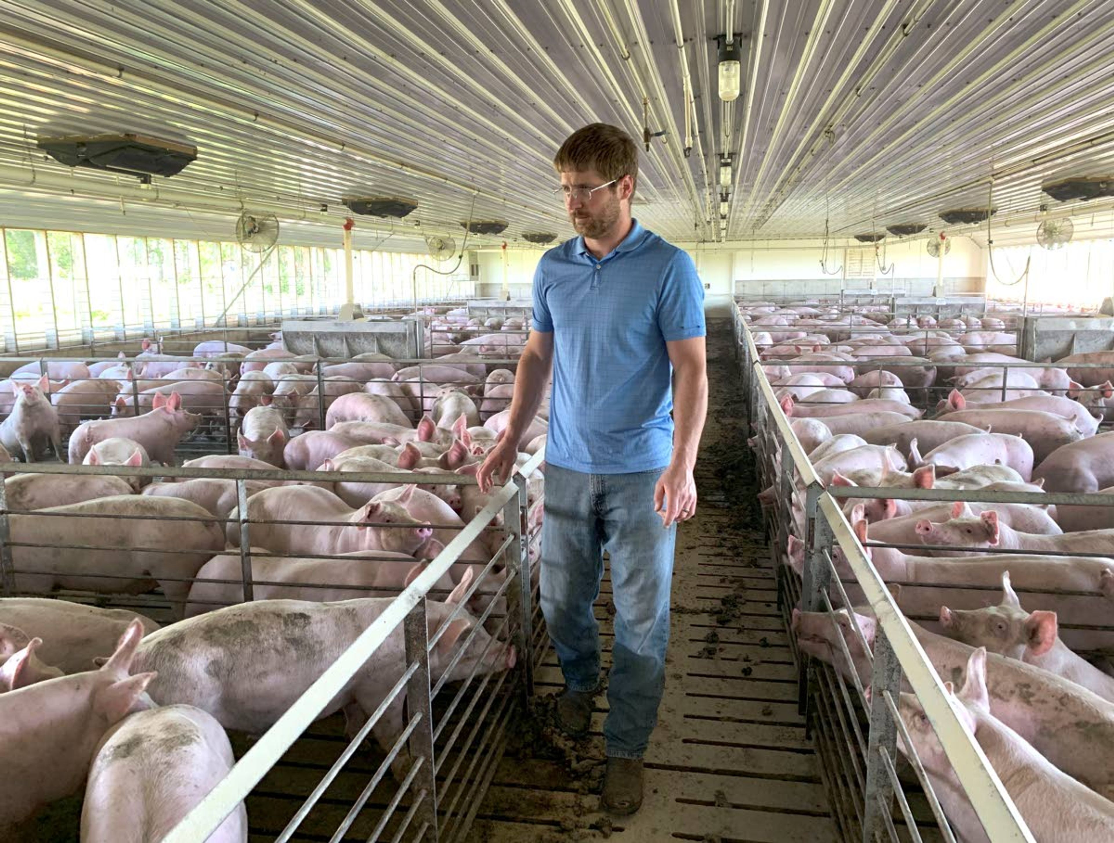 ADVANCE FOR USE WEDNESDAY, JULY 3, 2019, AT 3:01 A.M. EDT AND THEREAFTER - In this Tuesday, June 25, 2019, photo, farmer Matthew Keller walks through one of his pig barns near Kenyon, Minn. When the Trump administration announced a $12 billion aid package for farmers struggling under the financial strain of his trade dispute with China, the payments were capped. But records obtained by The Associated Press under the Freedom of Information Act show that many large farming operations easily found legal ways around the limits to collect big checks. Recipients who spoke to AP defended the payouts, saying they didn't even cover their losses under the trade war and that they were legally entitled to them. Keller, who also grows crops to feed his livestock, said he "definitely appreciated" the $143,820 he collected from the program. It didn't cover all his losses but it helped with his cash flow, he said. He reached the $125,000 cap on his hogs, and the remaining money was for his soybeans and corn. (AP Photo/Jeff Baenen)