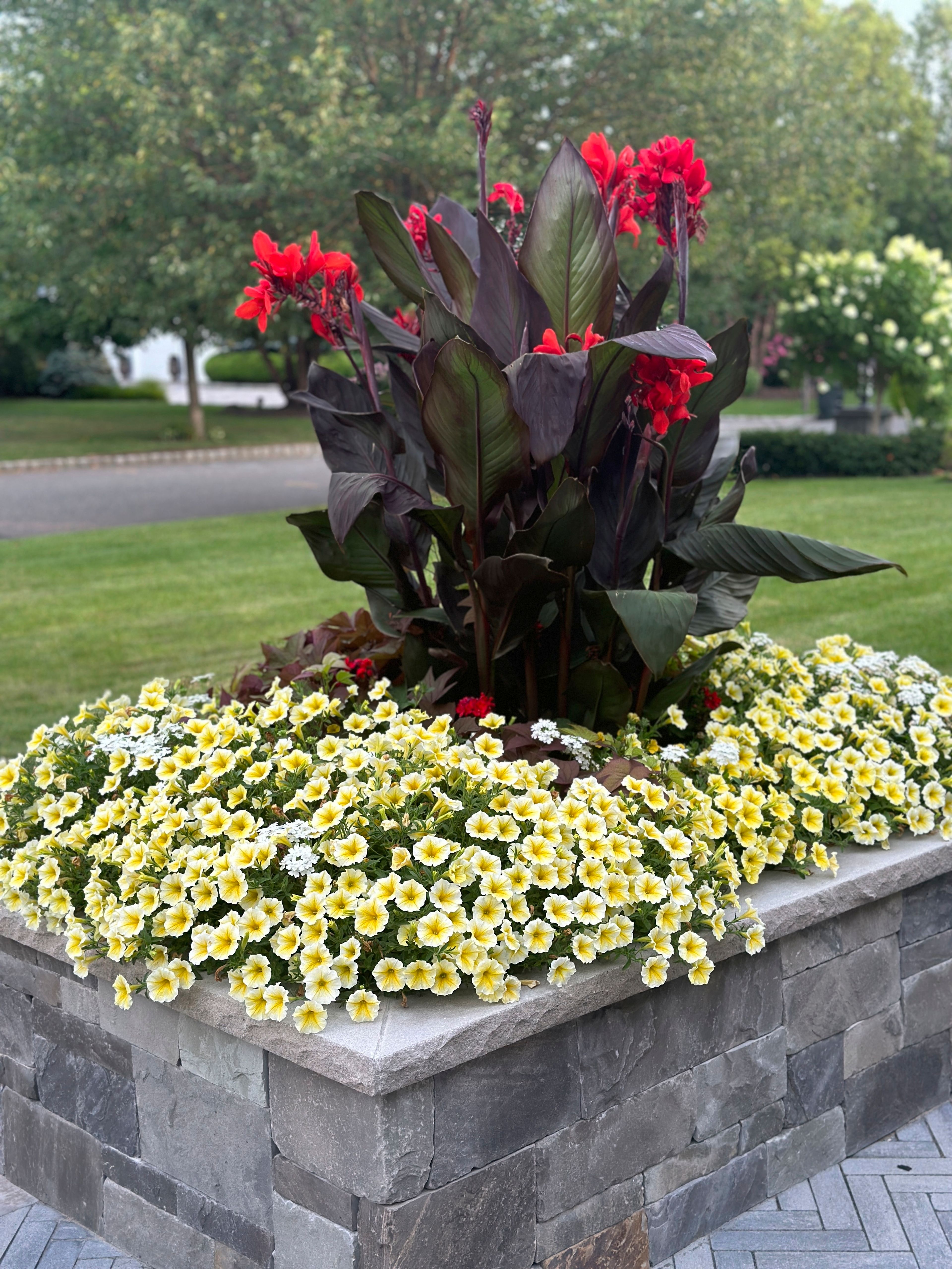 This July 9  image provided by Shivani Singh shows Canna plants at the center of a planter display in a Melville, N.Y., front yard.