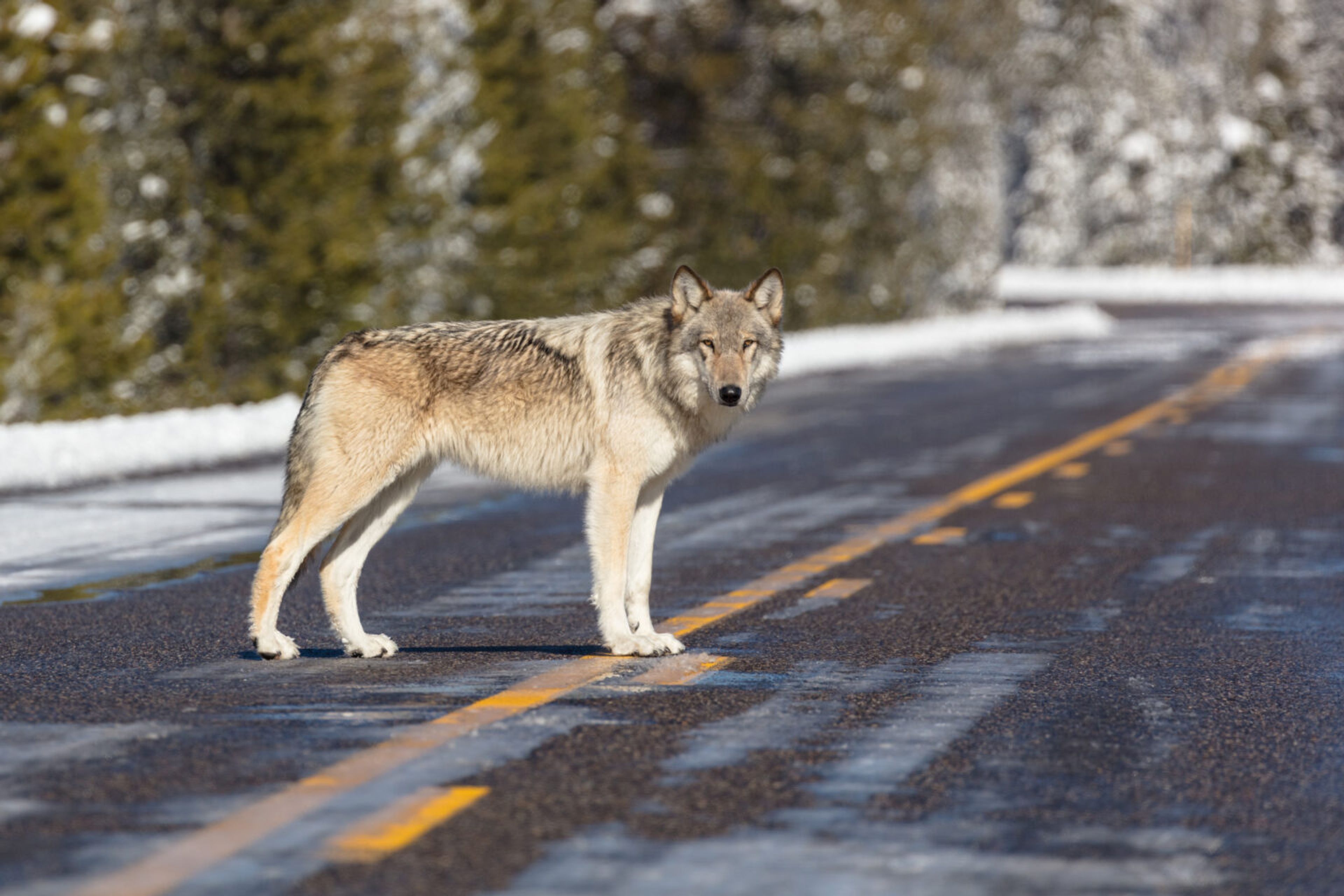 A wolf makes its way across a road in Yellowstone National Park.