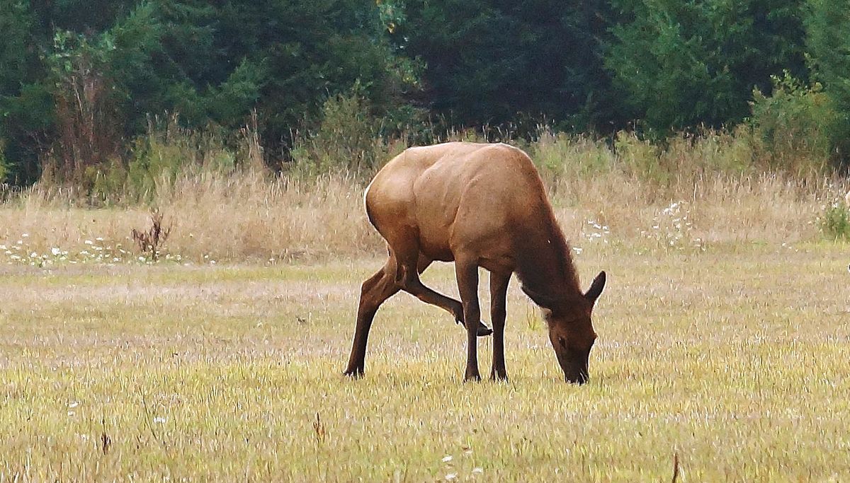 Study: Multiple bacteria involved in elk hoof disease