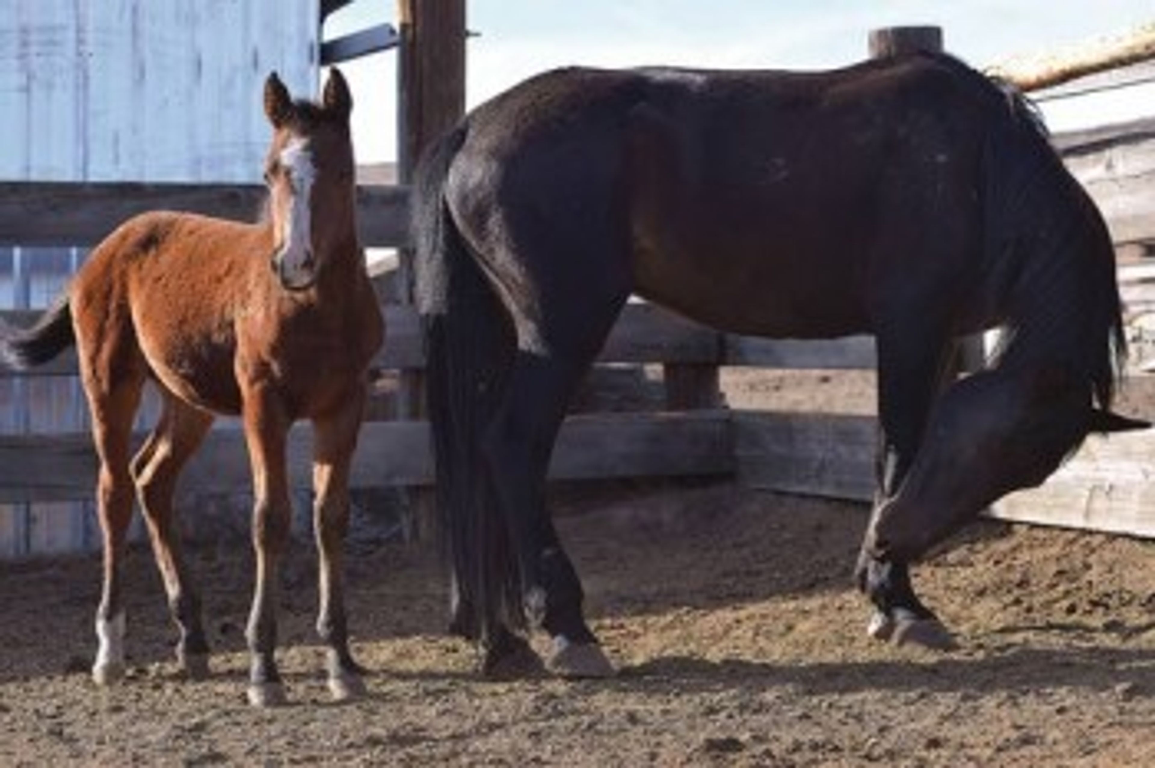 Oregon tribes tackle wild horse problem