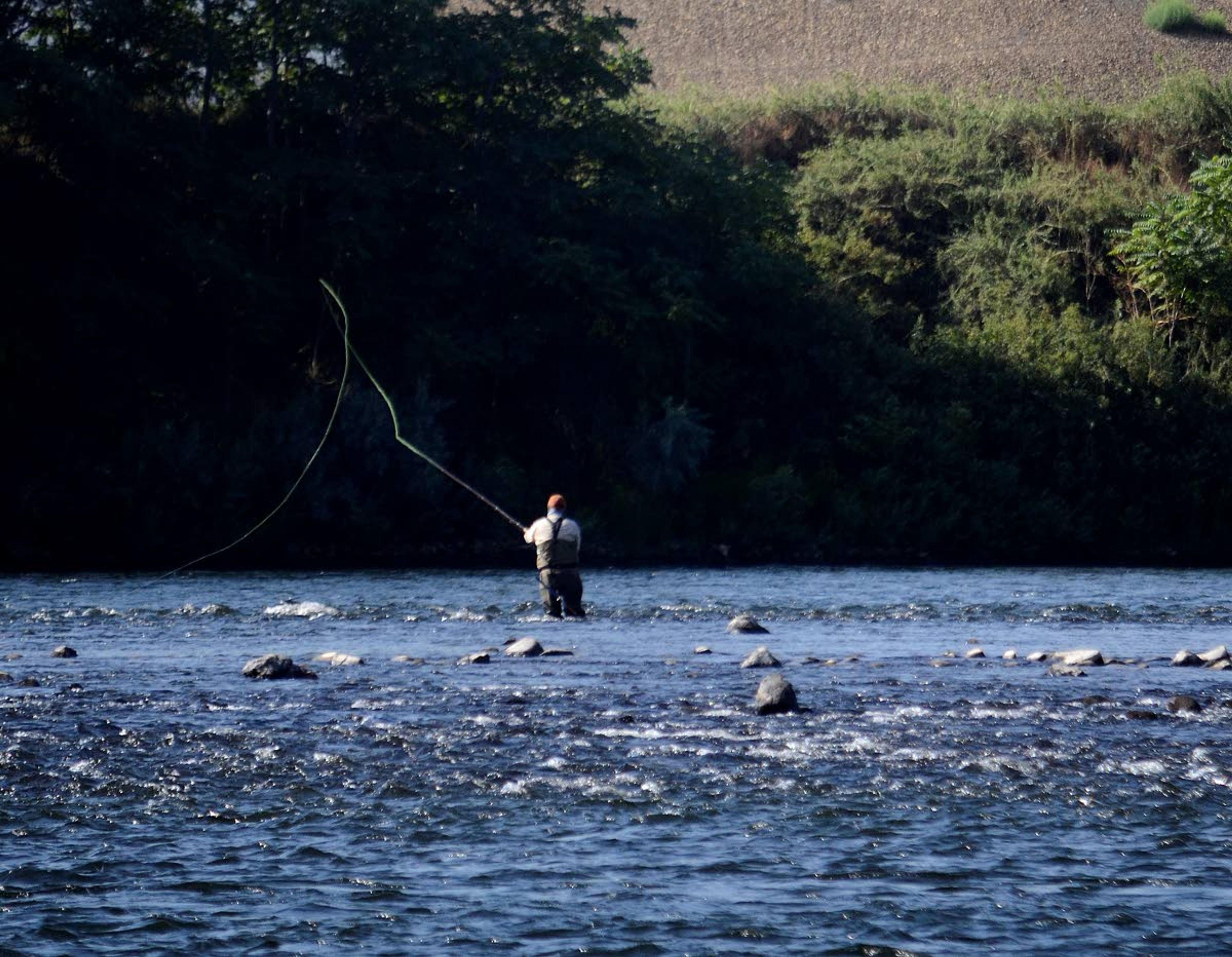 A fly fisherman makes a cast into the lower Clearwater River near the Clearwater Paper Mill. Fisheries manager are expecting another poor return of steelhead this year.