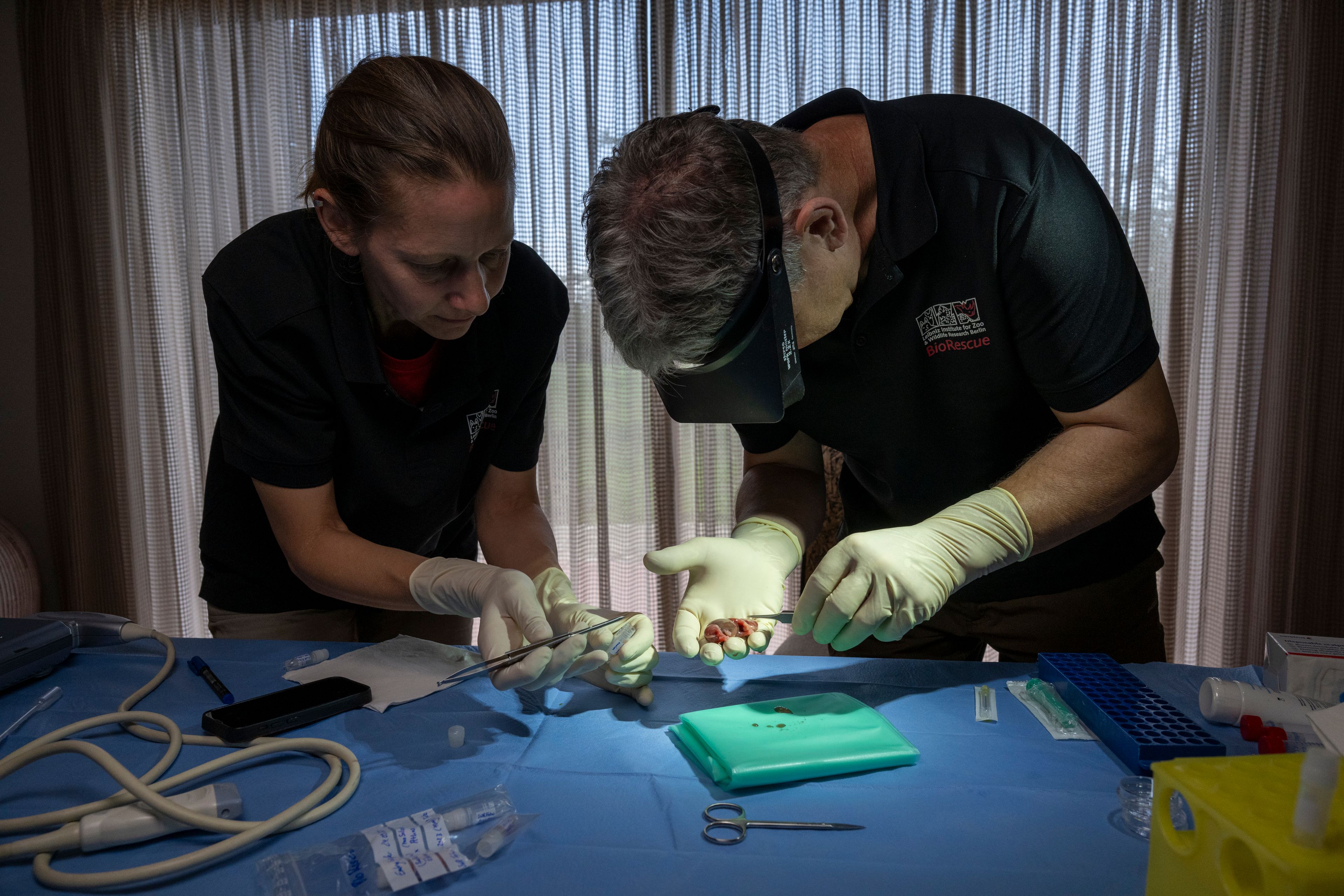 In this photograph released by the Leibniz Institute for Zoo and Wildlife Research, Dr. Thomas Hildbrandt, head of projects, right, holds a white rhinoceros embryo that was created in a lab from an egg and sperm that had been previously collected from other rhinos and later transferred into a southern white rhino surrogate mother, in Kenya Nov. 29, 2023. A rhinoceros is pregnant through embryo transfer in the first successful use of a method that conservationists said could be used to try to save the nearly extinct northern white rhino subspecies. (Jon Juarez/IZW via AP)