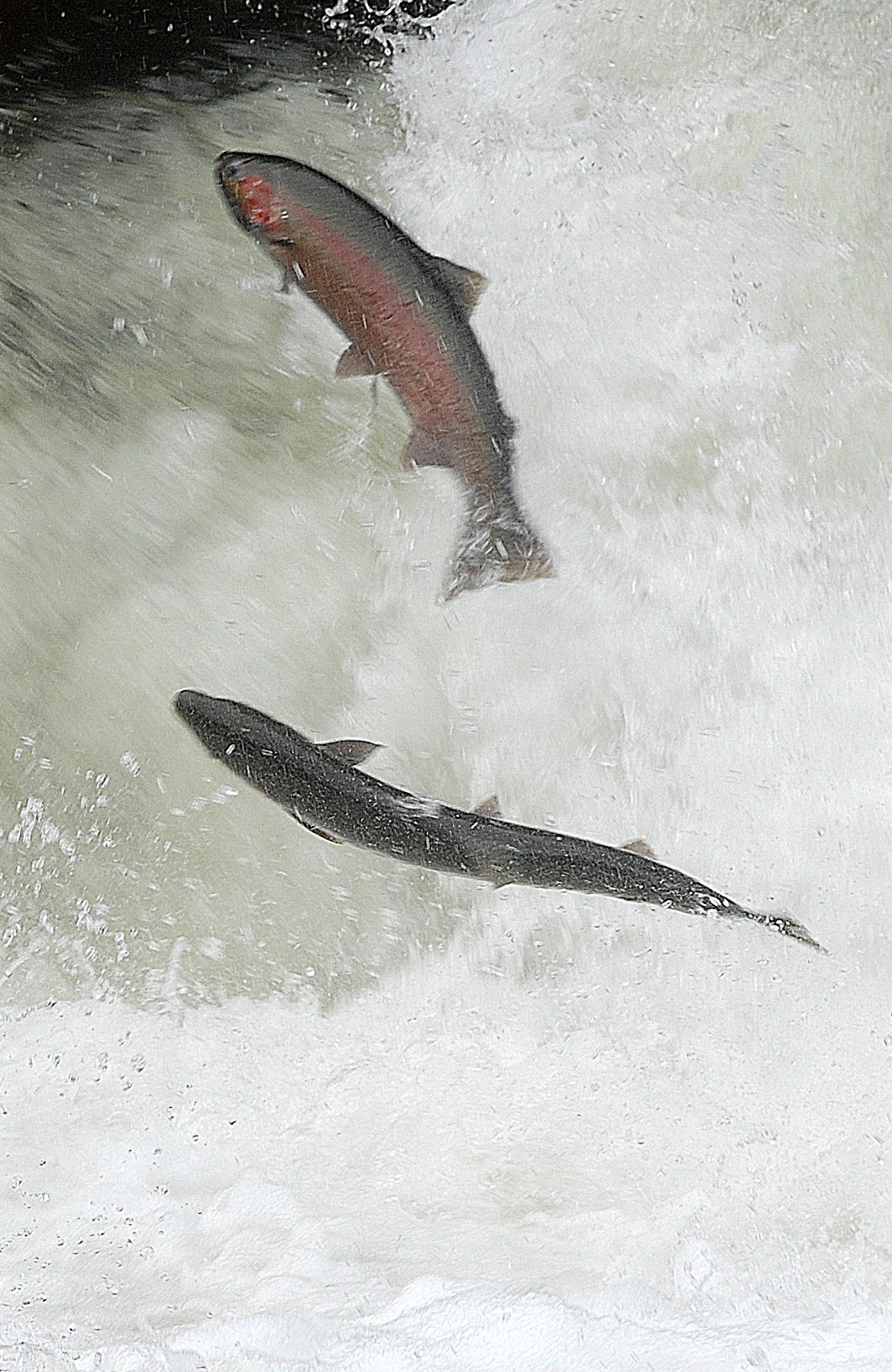 steelhead leap 5