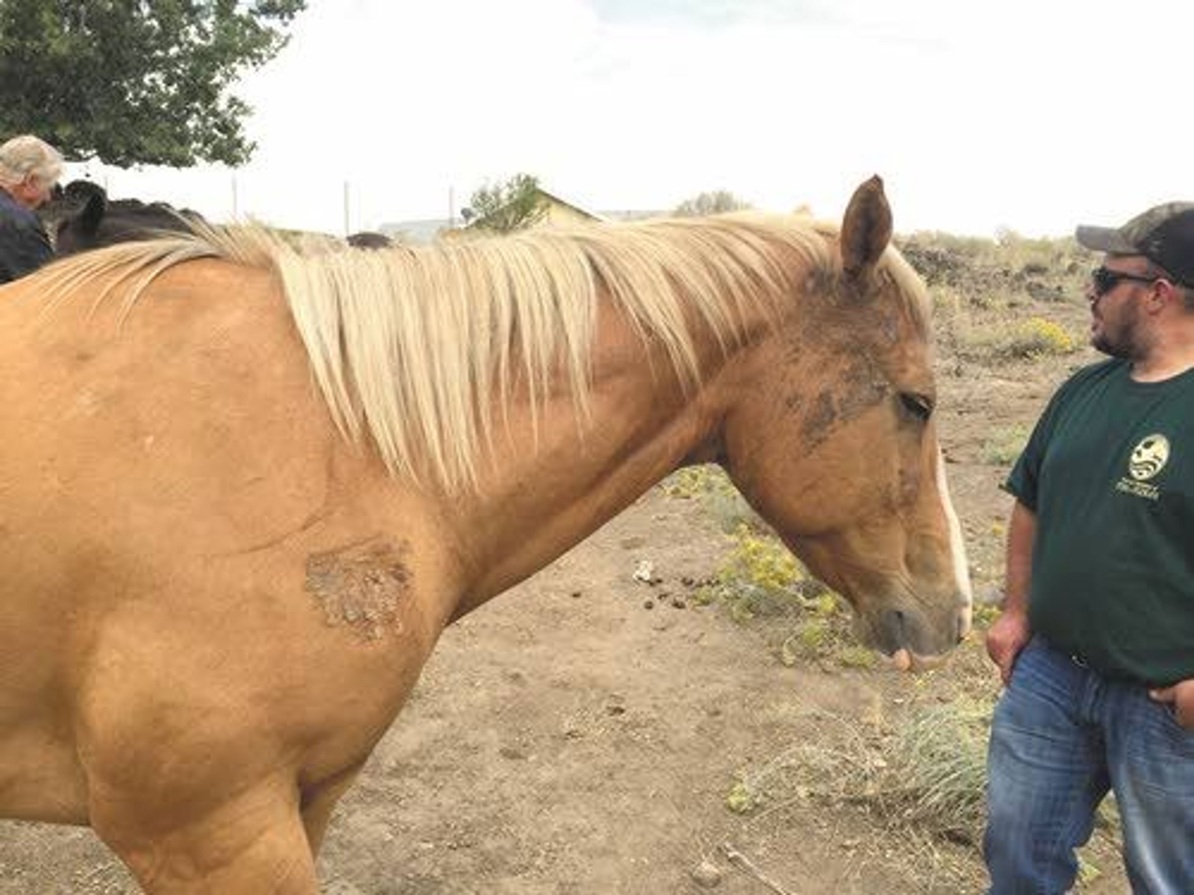 Skipper, a horse pastured south of Clarkston, was clawed by a cougar Saturday, but is expected to make a full recovery.