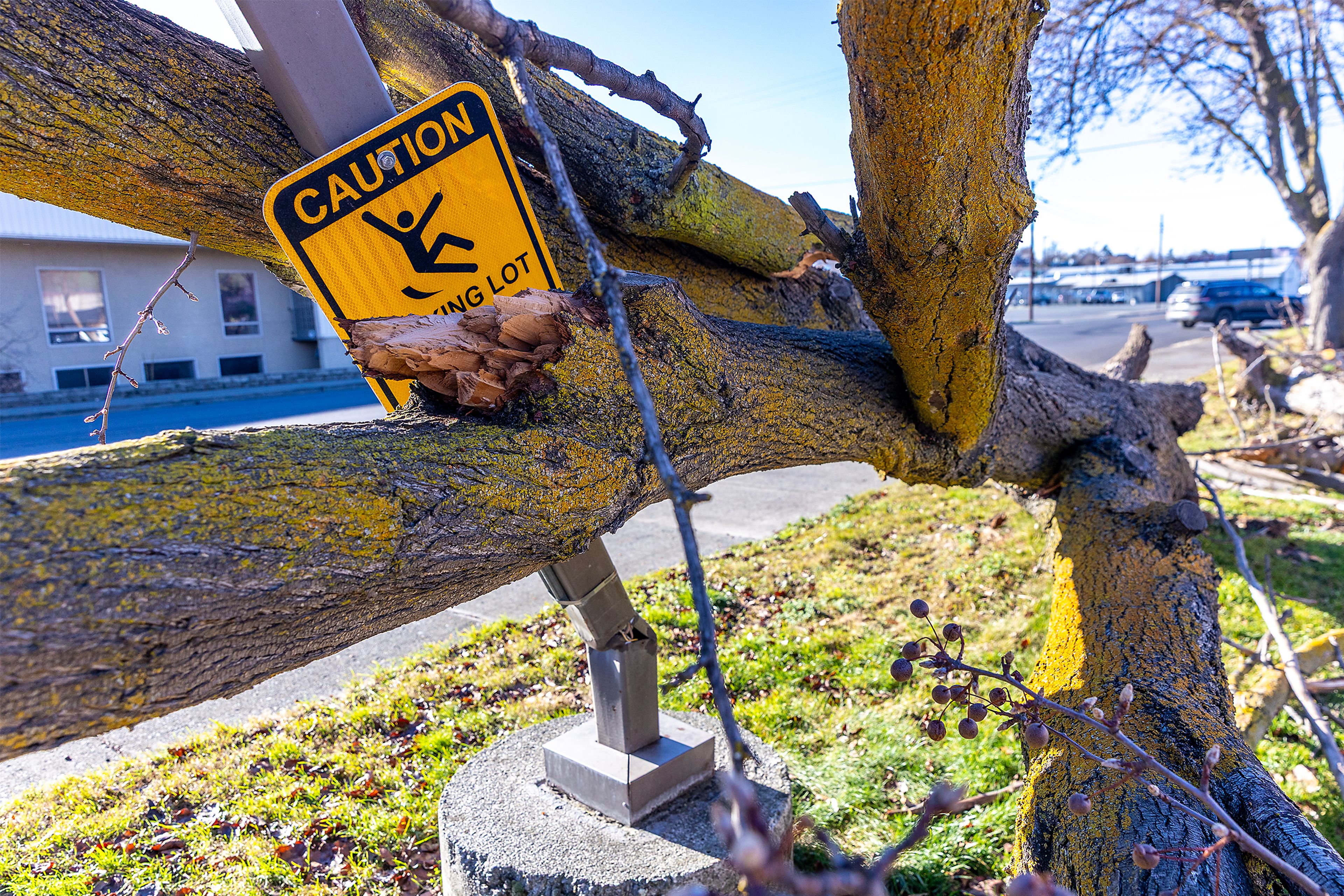 UPDATED AT 2:56 P.M.: Winter Spirit will light up despite 2 trees falling; progress being made toward restoring power