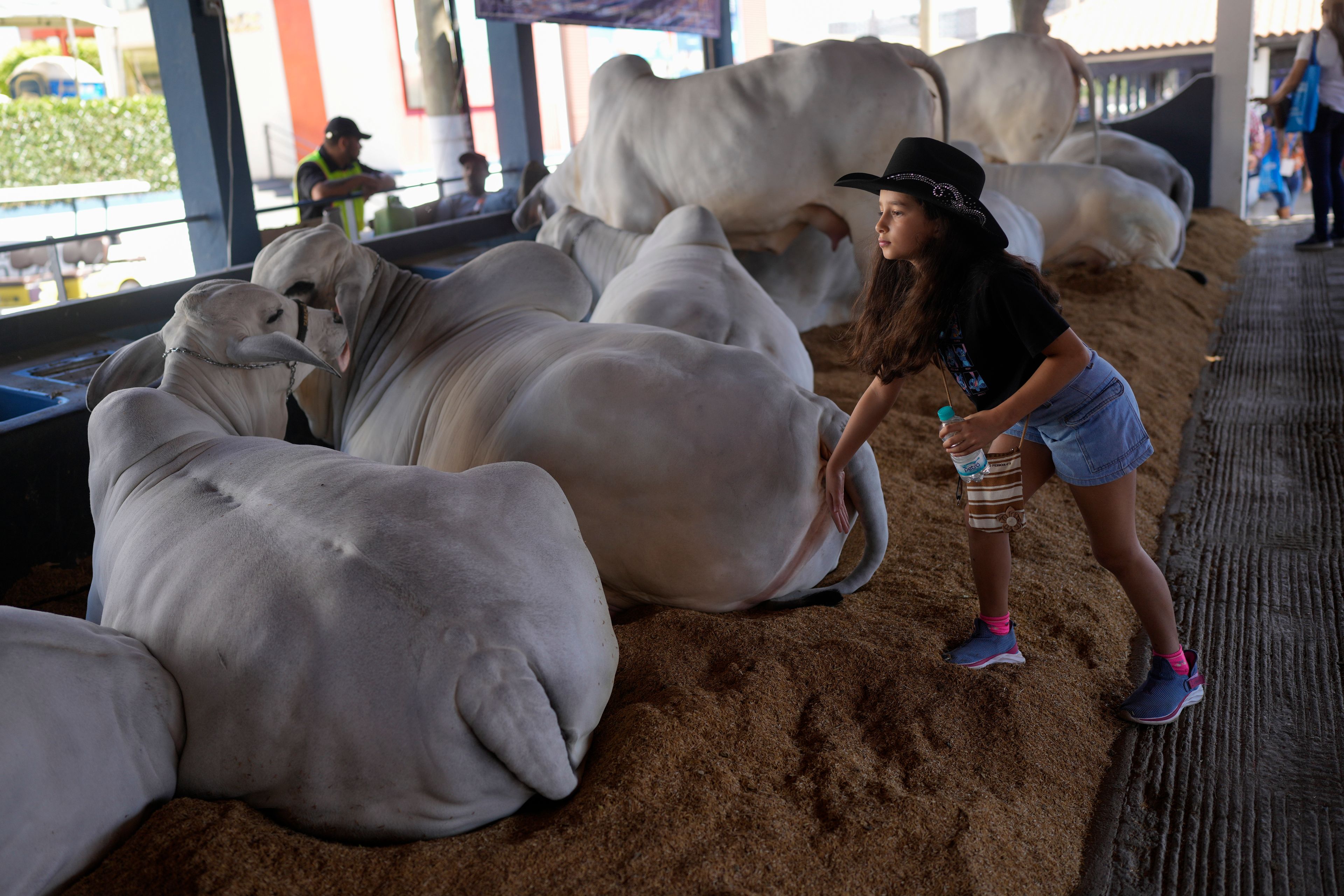 A child pats a Zebu cow during the ExpoZebu fair in Uberaba, Minas Gerais state, Saturday, April 27, 2024. The cattle industry is a major source of Brazilian economic development and the government is striving to conquer new export markets.