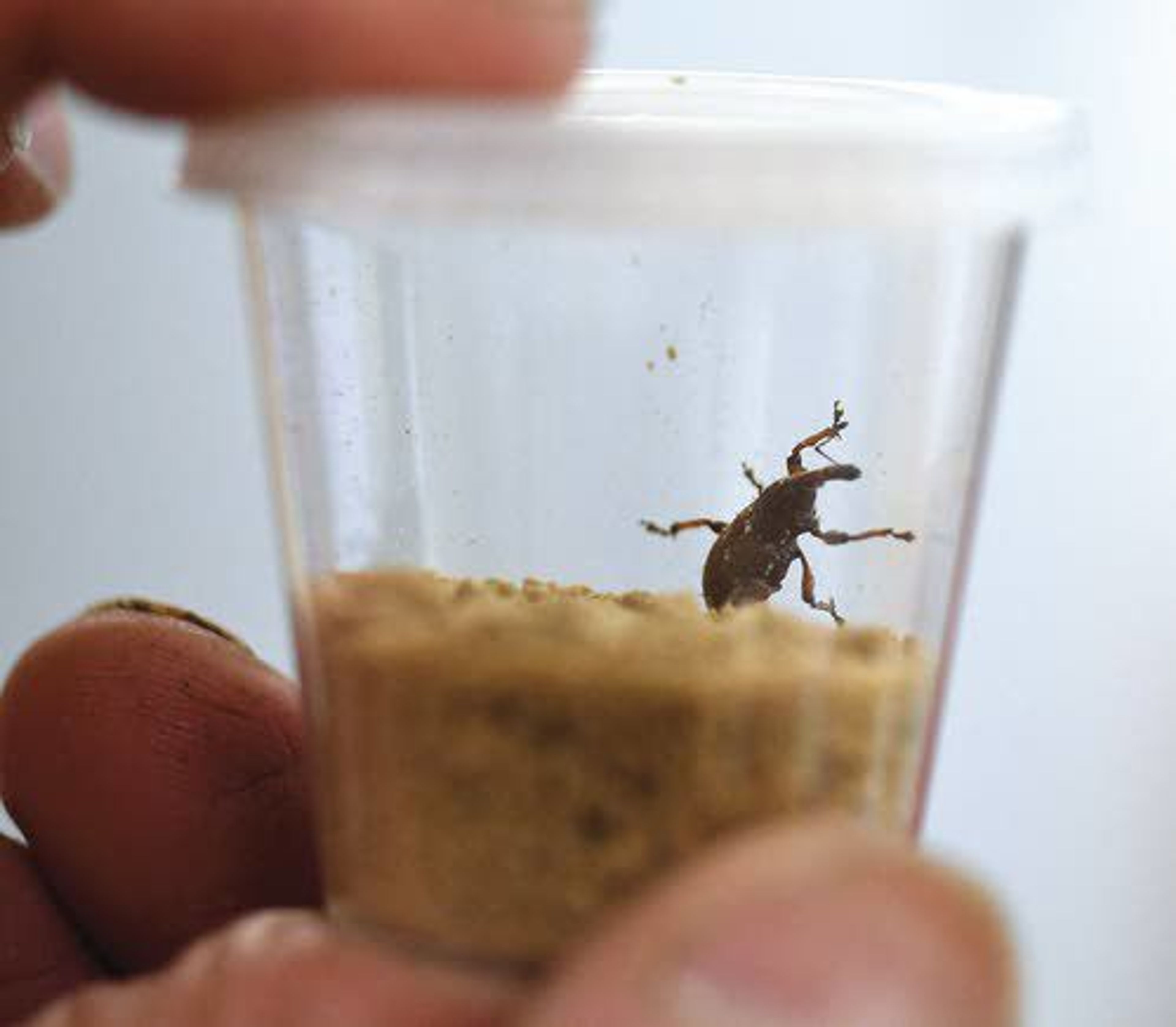 Weevils and other insects bred at the Nez Perce Bio-Control Center in Lapwai help restore balance to the ecosystem by attacking invasive weeds that otherwise would displace native plants.