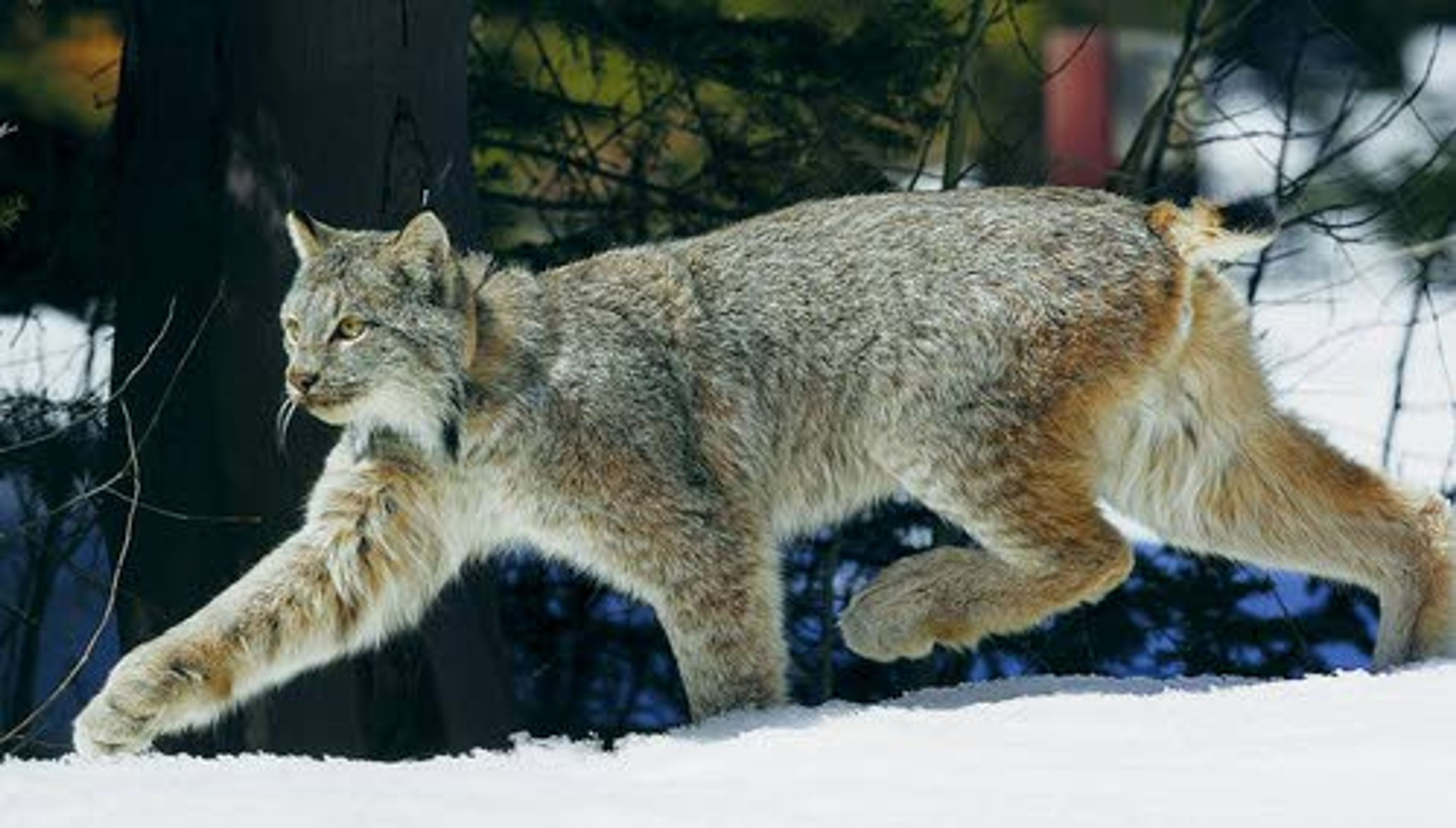 Judge orders wildlife officials to act on lynx