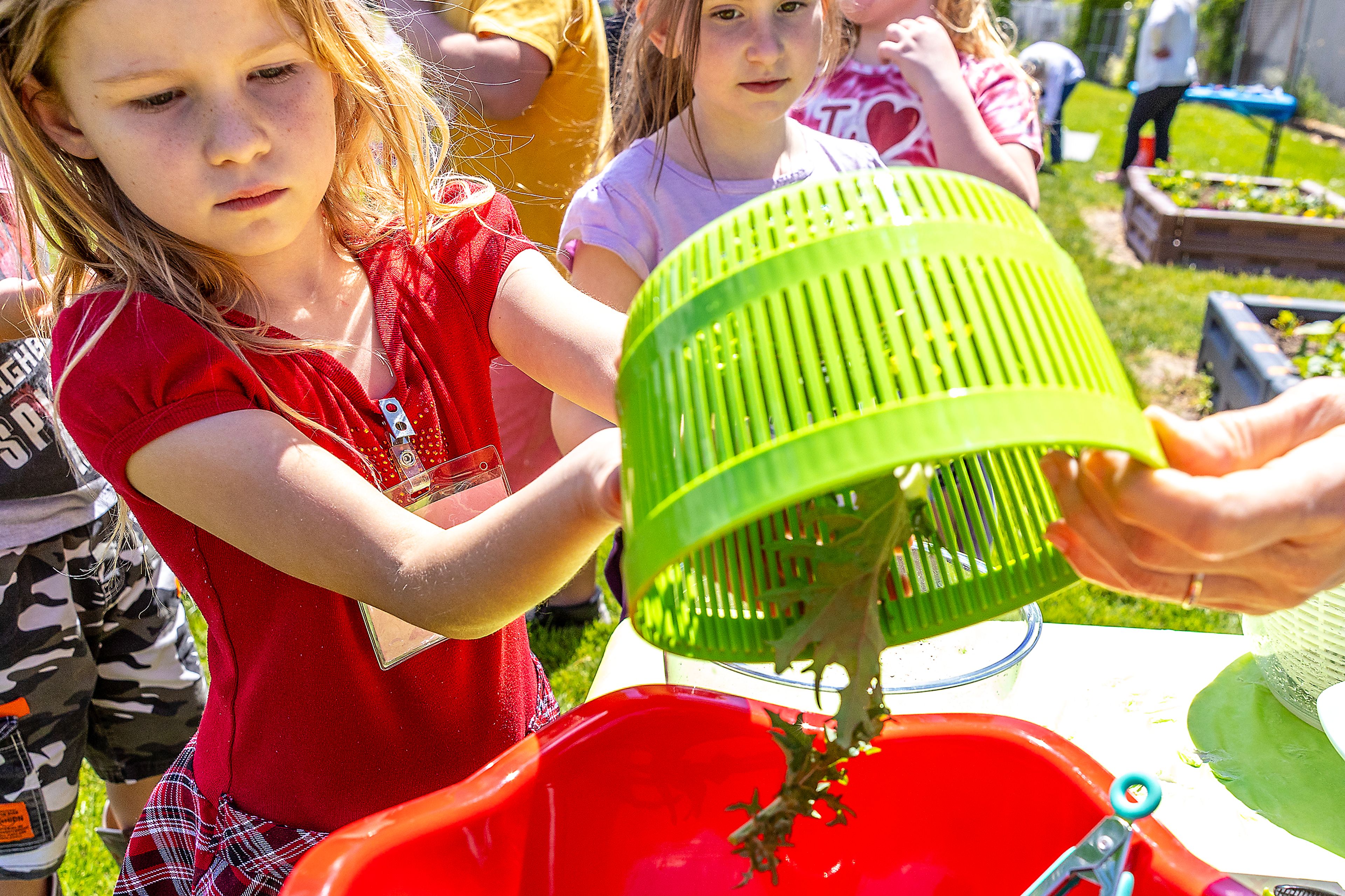 Teresa Peterson, 8, dumps some leafy greens into a bowl after spinning them at Grantham Elementary Monday in Clarkston.