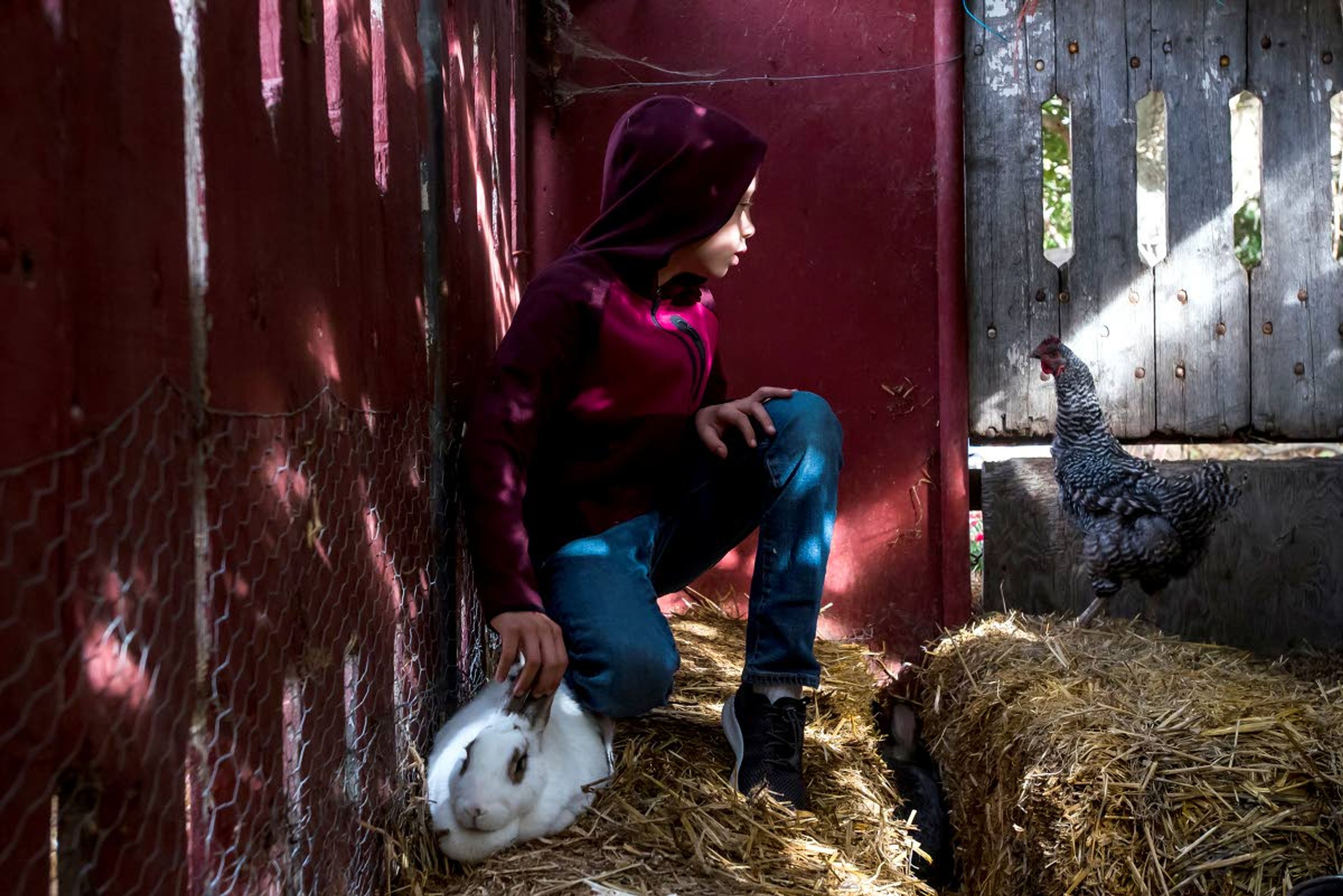 Easton Reynoso, 7, pets a rabbit while making eye contact with a chicken Saturday during the Harvest Festival.