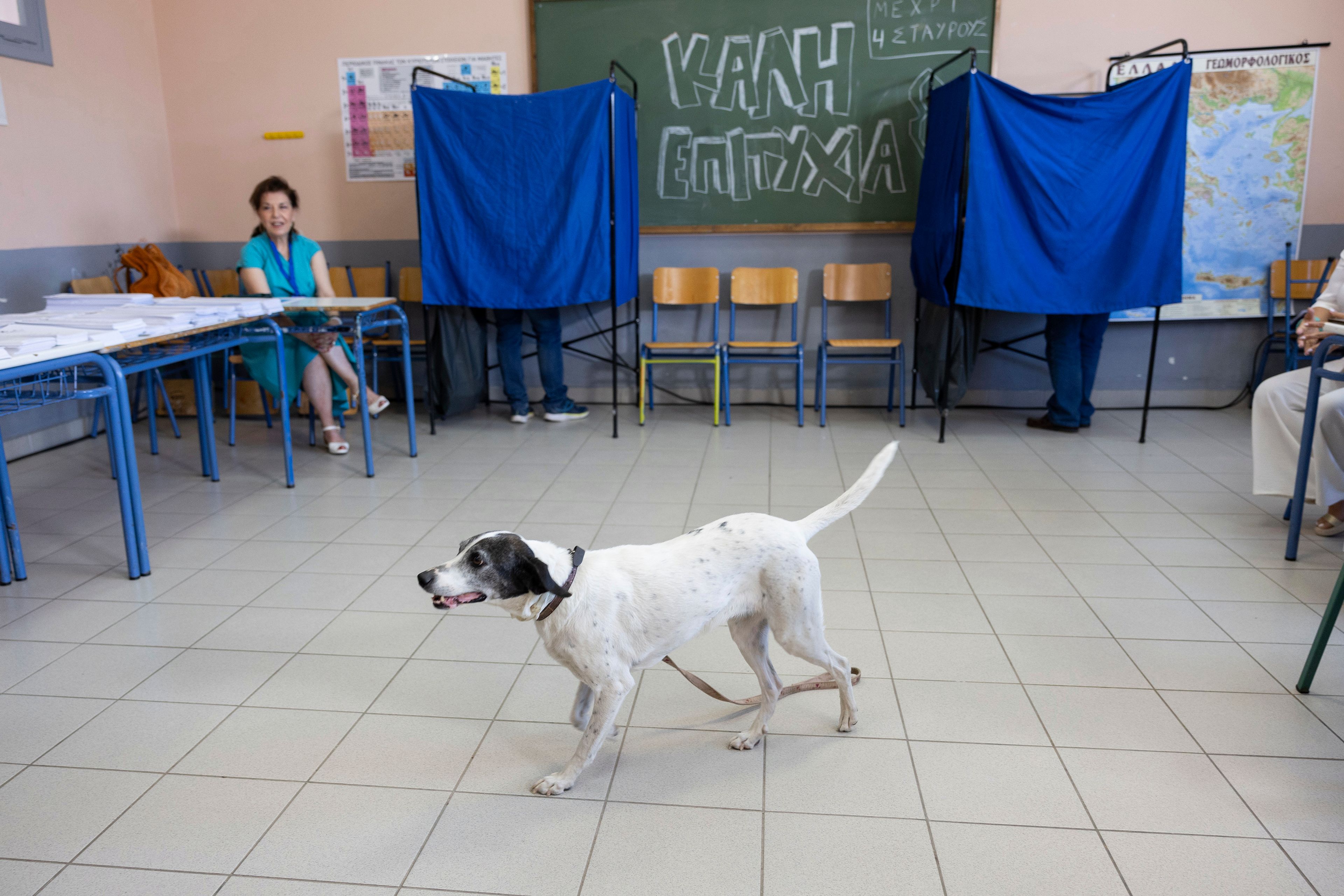 A dog makes its way inside a school room which is used as a voting station during the European Elections in Athens, Sunday, June 9, 2024. Polling stations opened across Europe on Sunday as voters from 20 countries cast ballots in elections that are expected to shift the European Union's parliament to the right and could reshape the future direction of the world's biggest trading bloc.