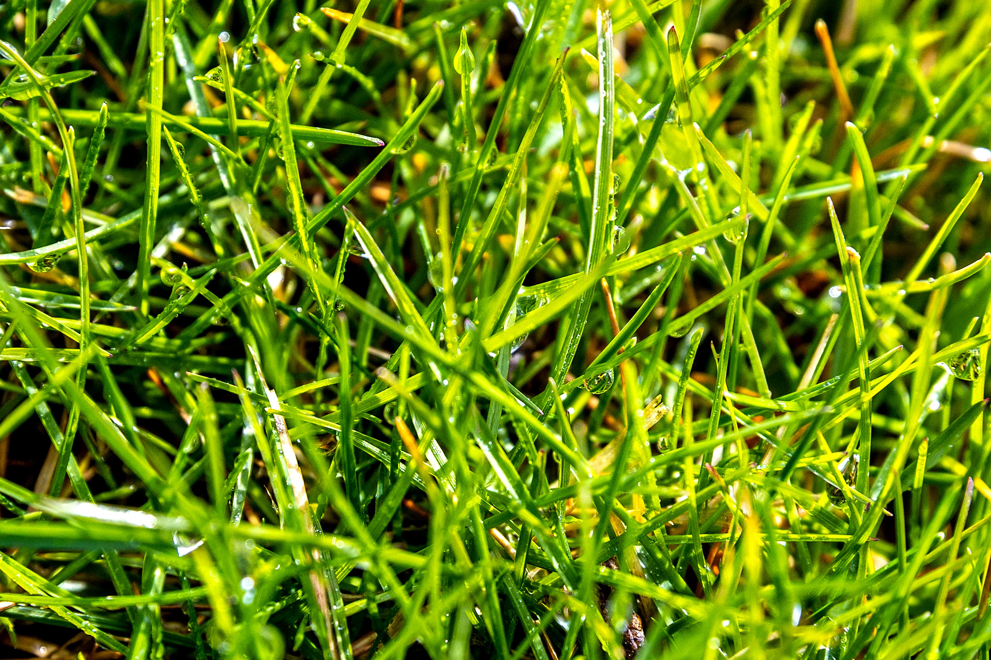 Droplets of water sit in Brian McKarcher’s lawn after running the sprinklers.