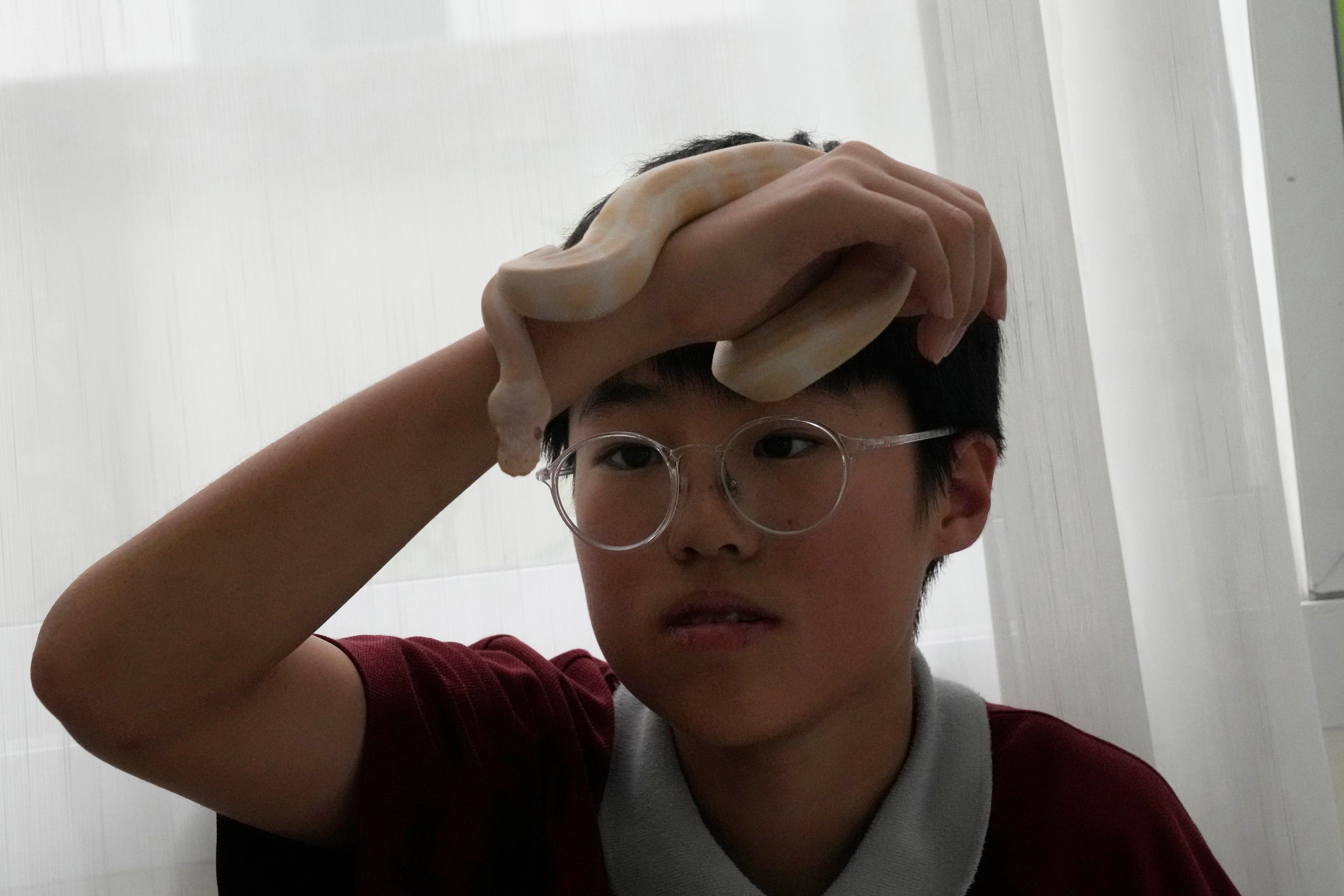 Rodney Feng plays with his pet, an albino ball python called Banana, in Chiang Mai province, Thailand, Tuesday, April 23, 2024.