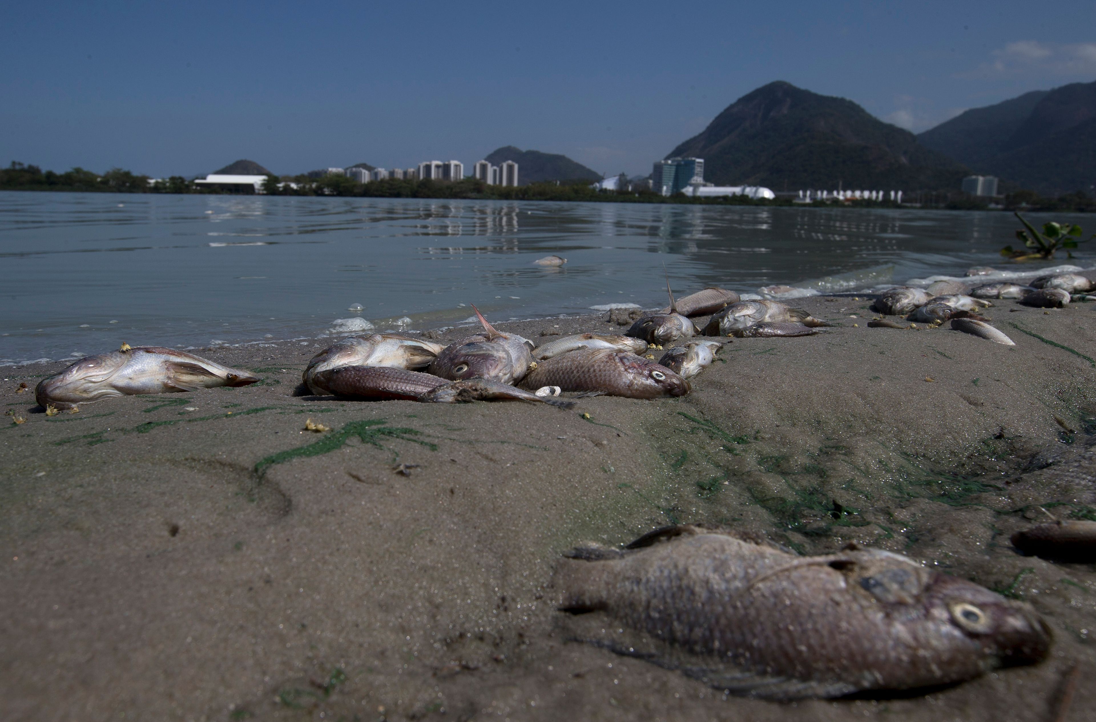 FILE - Fish carcasses cover the shore of Jacarepagua lagoon in front of Olympic Park in Rio de Janeiro, Brazil, Aug. 29, 2015. Eight years after the 2016 Olympic Games, a private concessionaire is working to recover the aquatic ecosystem in Rio's western zone.