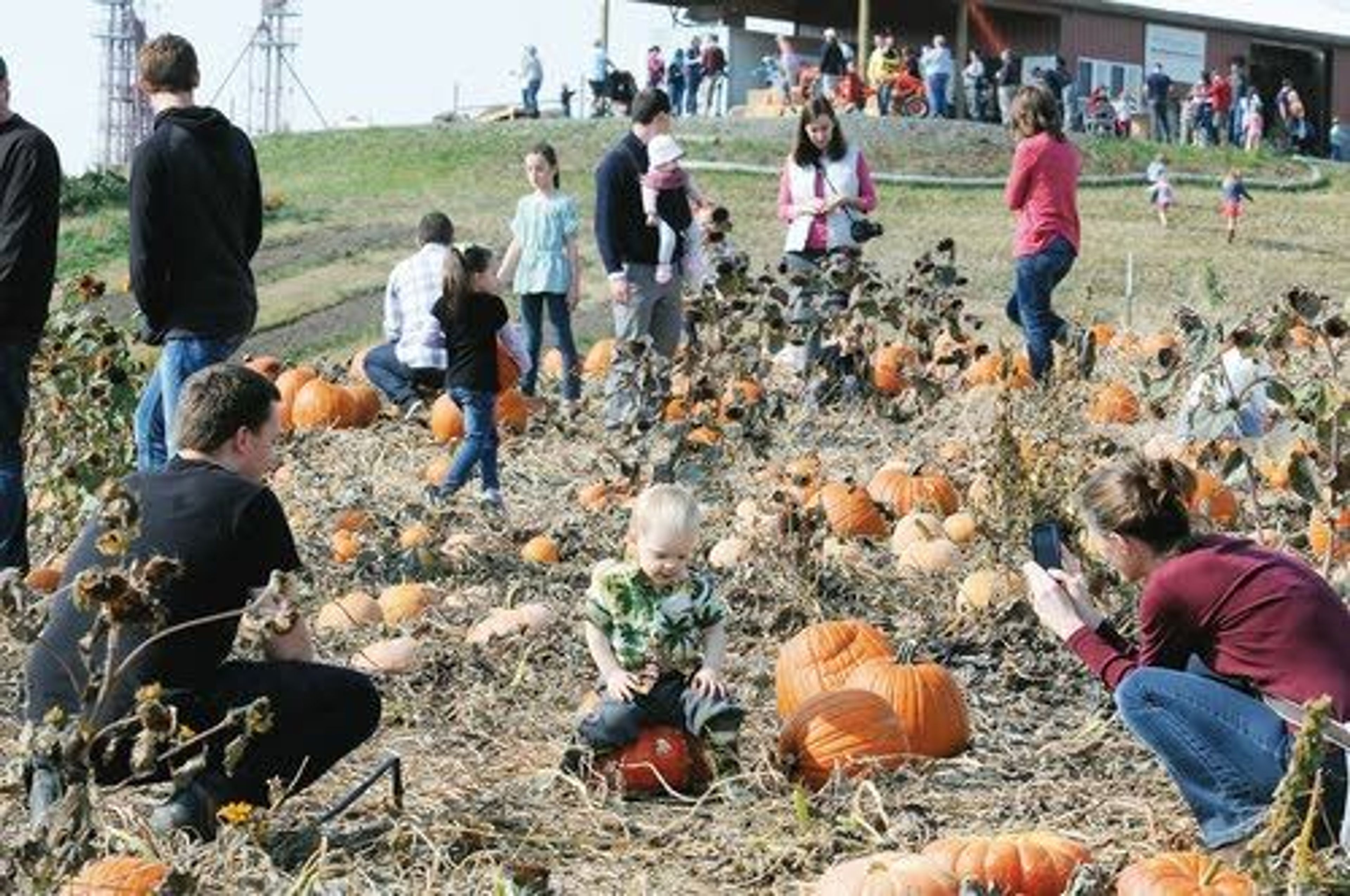 Young families flock to the Washington State University Organic Farm for a farm festival and pumpkin picking Saturday in Pullman.