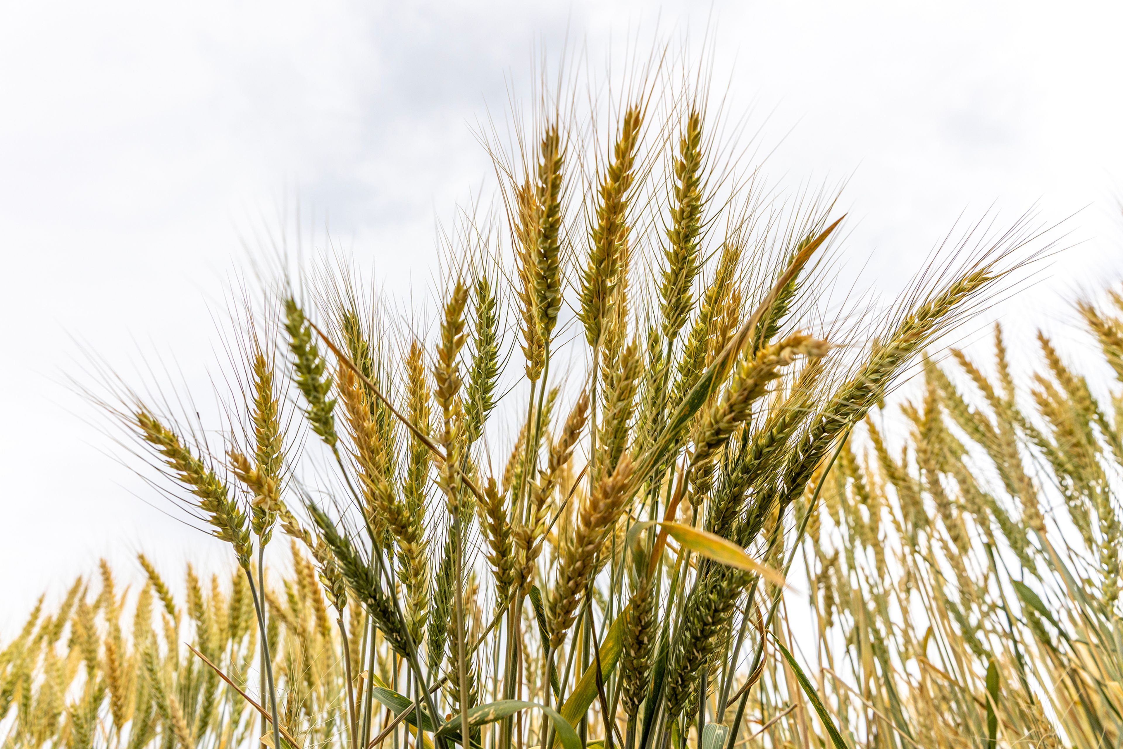 Uncertainty reigns for area farmers