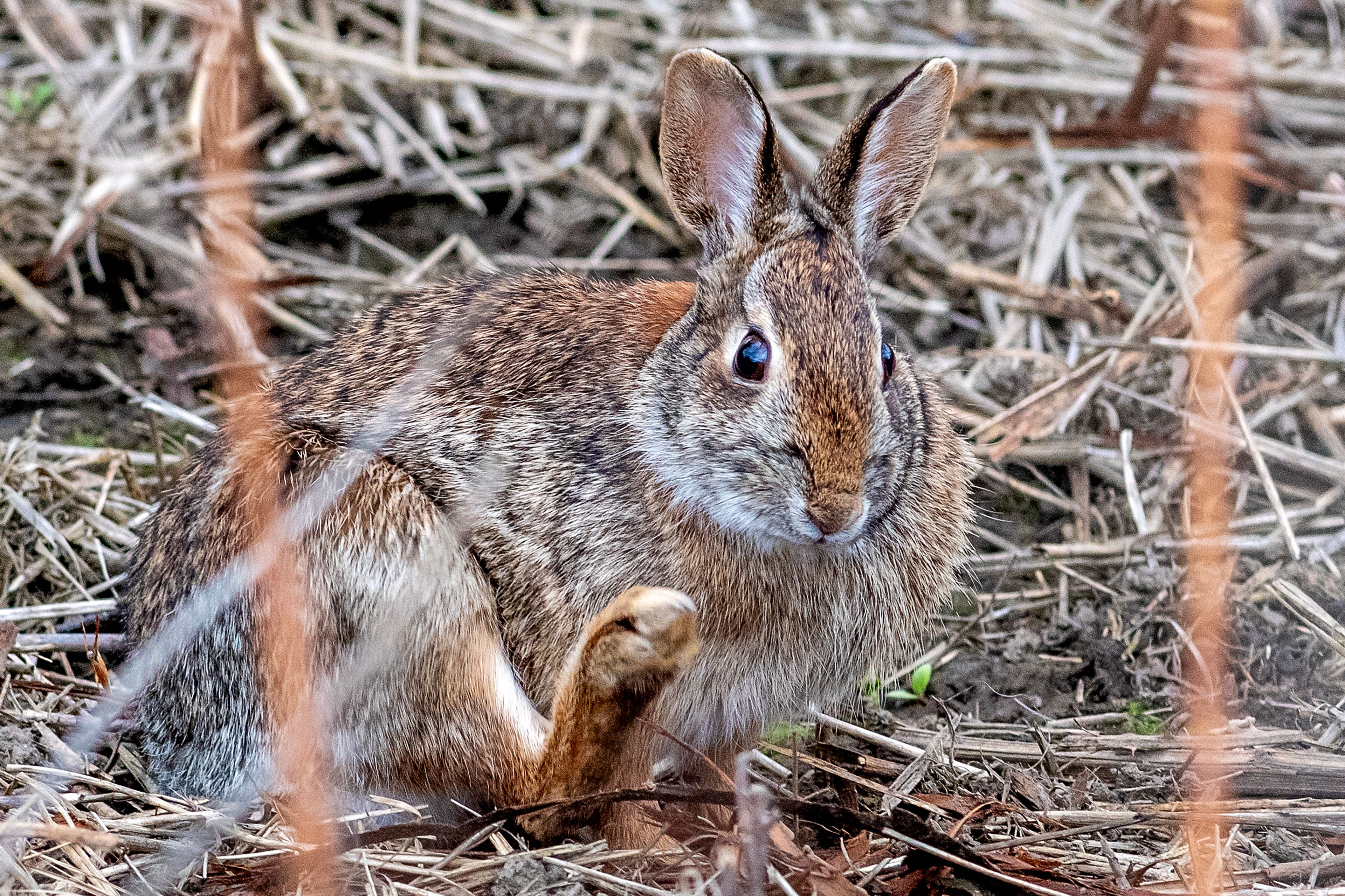 Relaxed rabbit