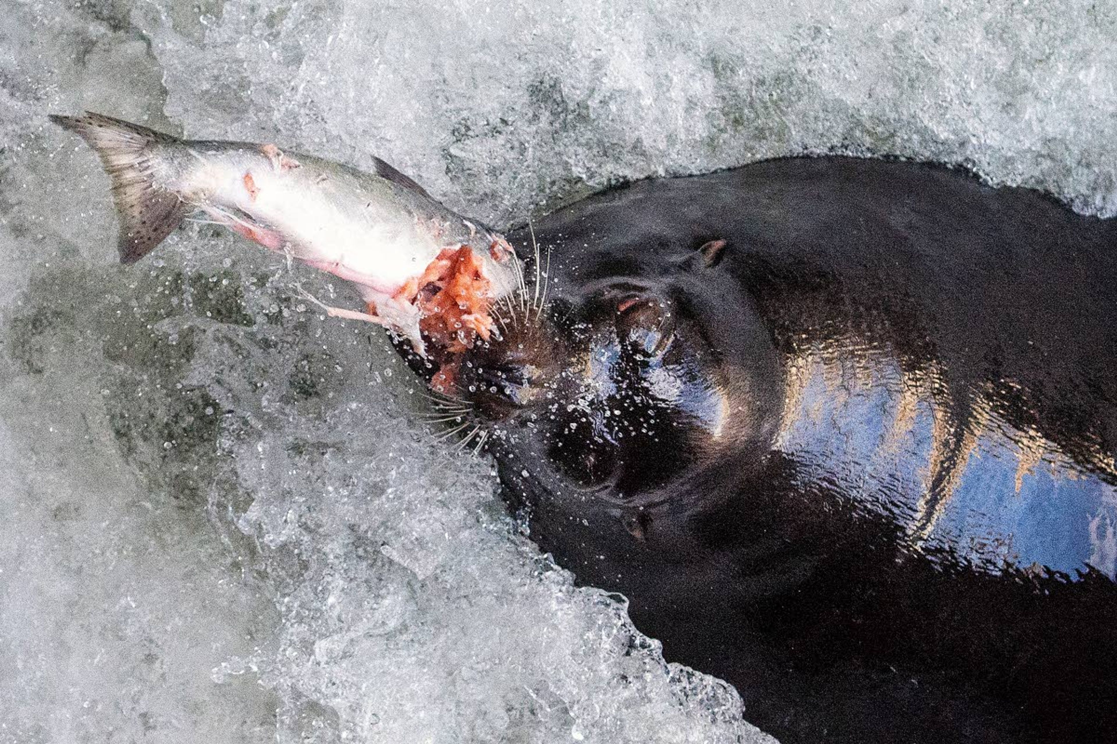 A California sea lion tears into a spring chinook beneath the fish ladder at Willamette Falls near Oregon City, Ore., on May 2, 2018.