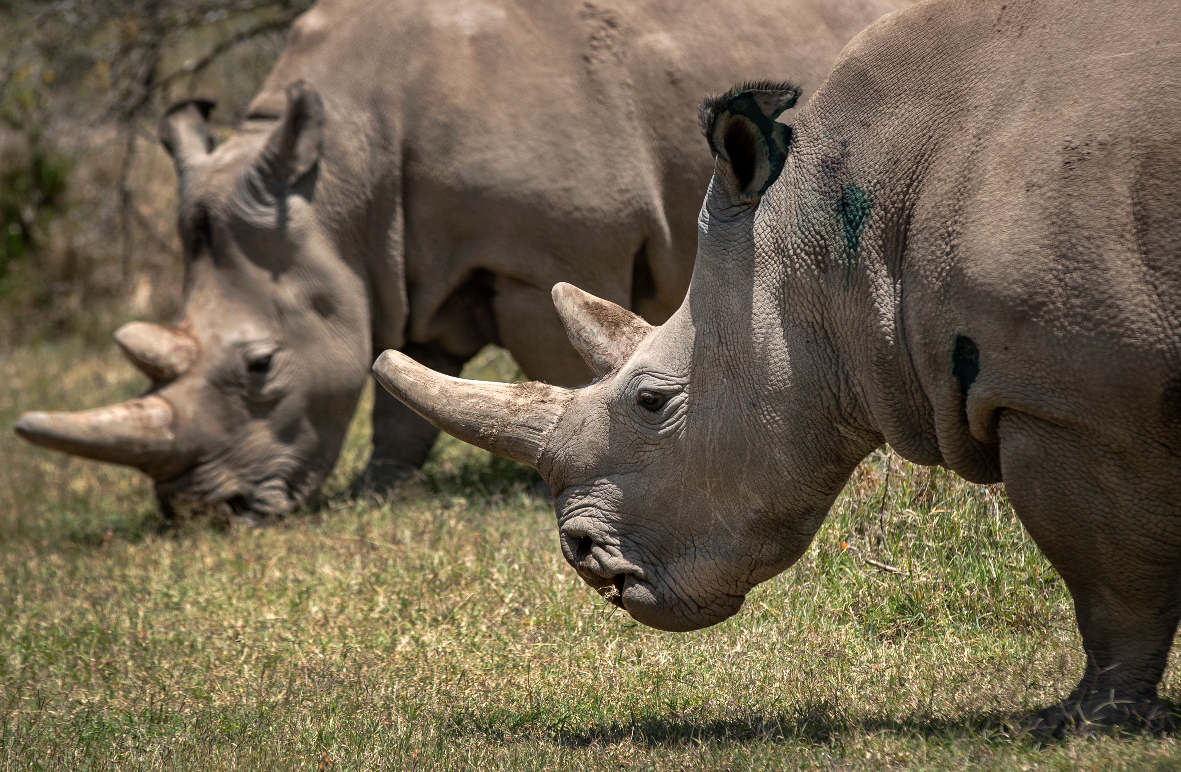 CAPTION CORRECTS INFO - FILE - Female northern white rhinos Fatu, 19, right, and Najin, 30, left, the last two northern white rhinos on the planet, graze in their enclosure at Ol Pejeta Conservancy, Kenya, on Aug. 23, 2019. Both are incapable of natural reproduction. The last male white rhino, Sudan, was 45 when he was euthanized in 2018 due to age-related complications. In testing with another subspecies, researchers created a southern white rhino embryo in a lab from an egg and sperm that had been previously collected from other rhinos and transferred it into a southern white rhino surrogate mother at the Ol-Pejeta Conservancy in Kenya. The team only learned of the pregnancy after the surrogate mother died of a bacterial infection in November 2023. (AP Photo/Ben Curtis, File)