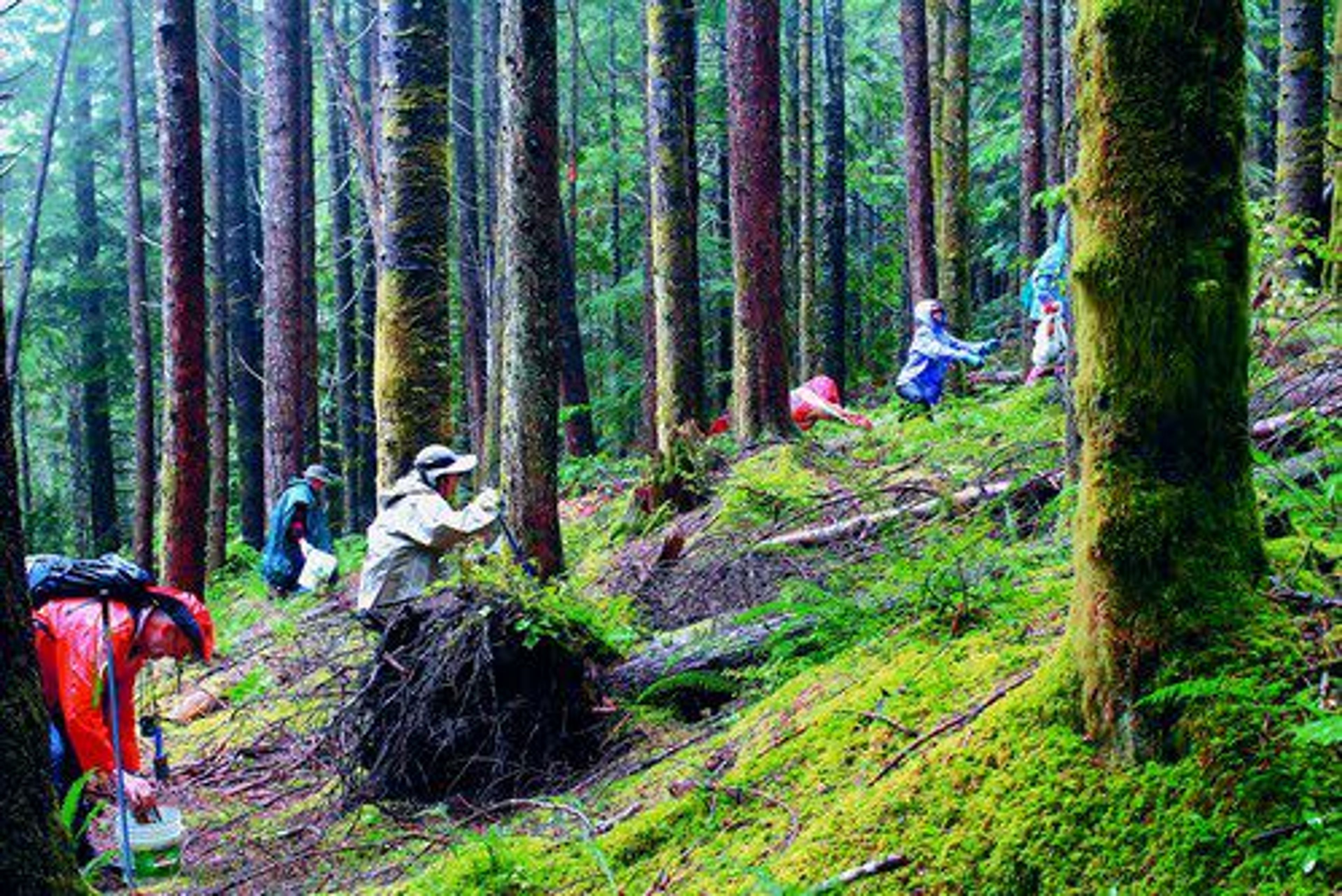 A group of new mushroom hunters scour national forest land near Skykomish, Wash., earlier this month for chanterelle mushrooms.