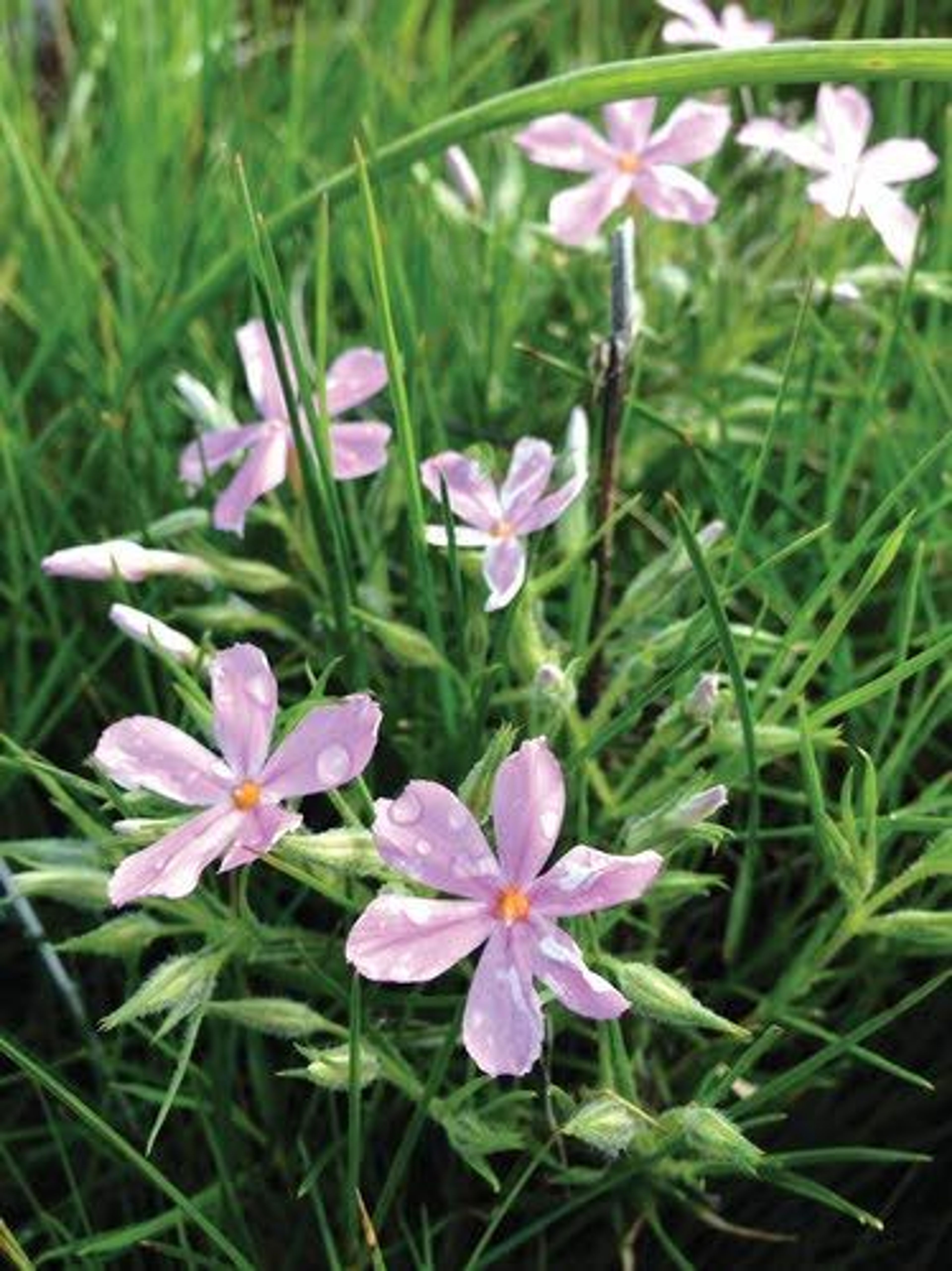 360_wildflowerapp_phlox undeterm