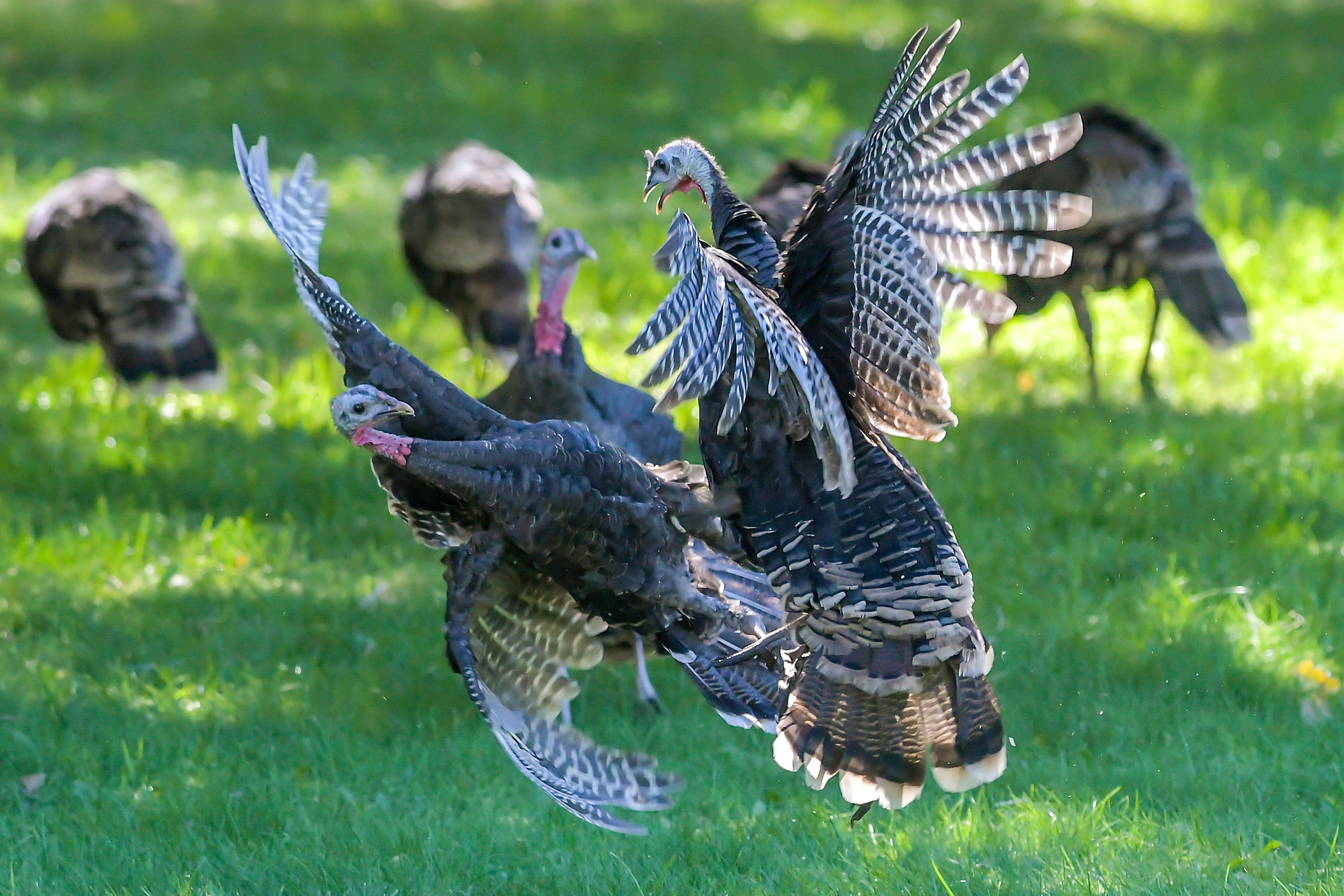 Turkeys fight each other Friday while walking through Hells Gate State Park in Lewiston.