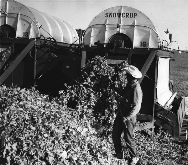 Blast From The Past 1956 The Start Of The Pea Harvest blast-from-the-past-1956-the-start-of-the-pea-harvest