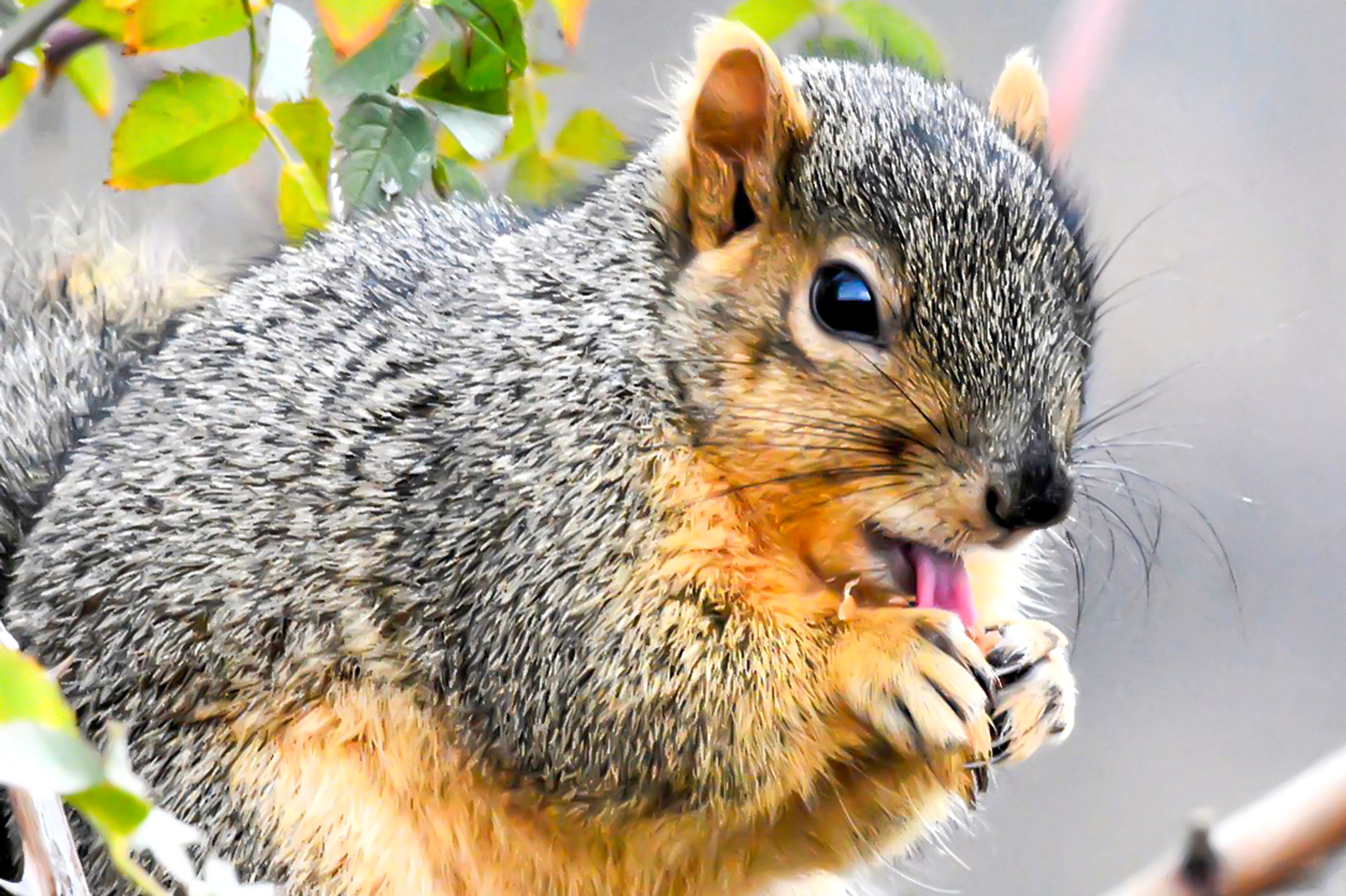 

A squirrel sticks its tongue out while eating a snack Sunday near Swallows Park in Clarkston.