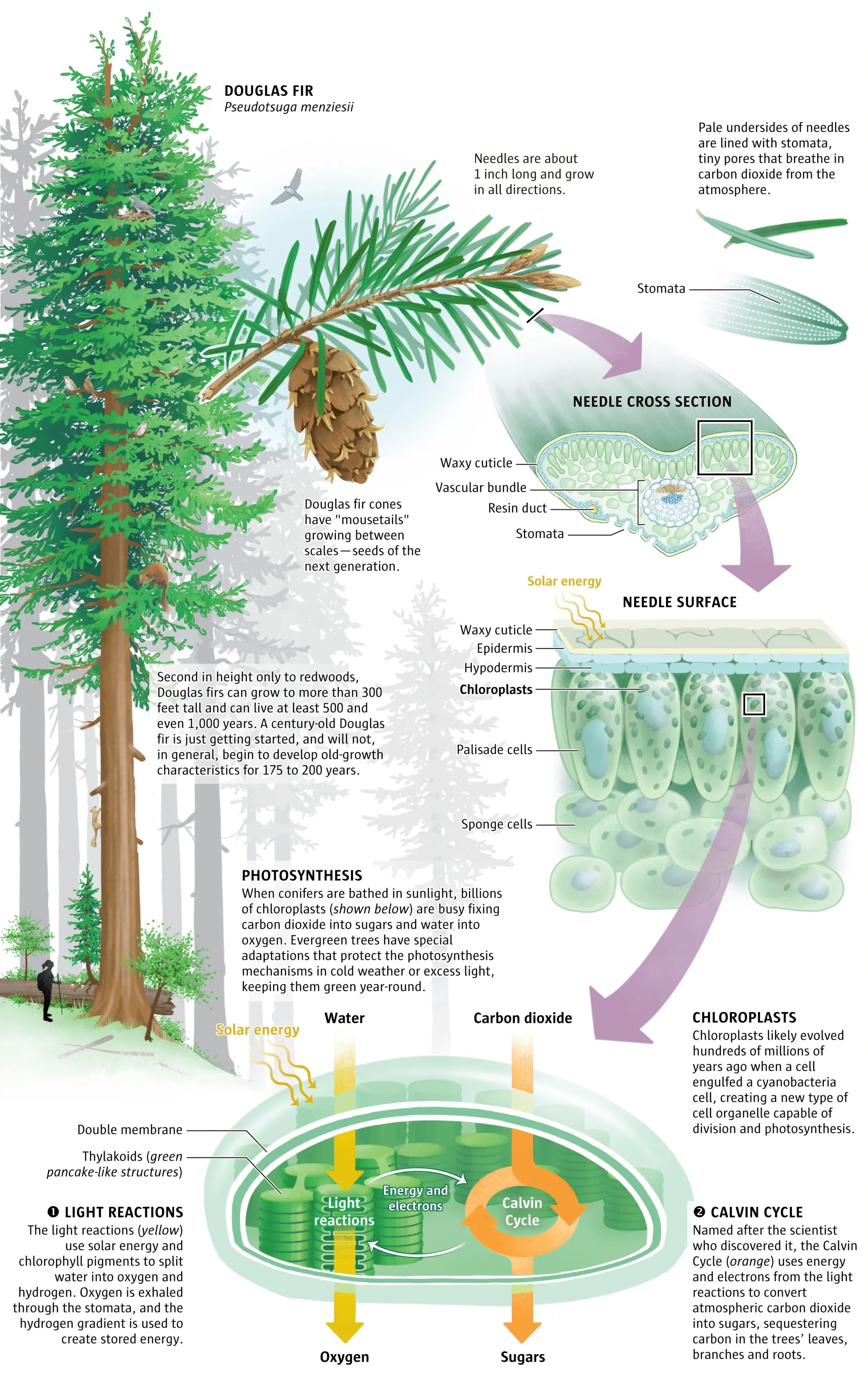 story image illustation