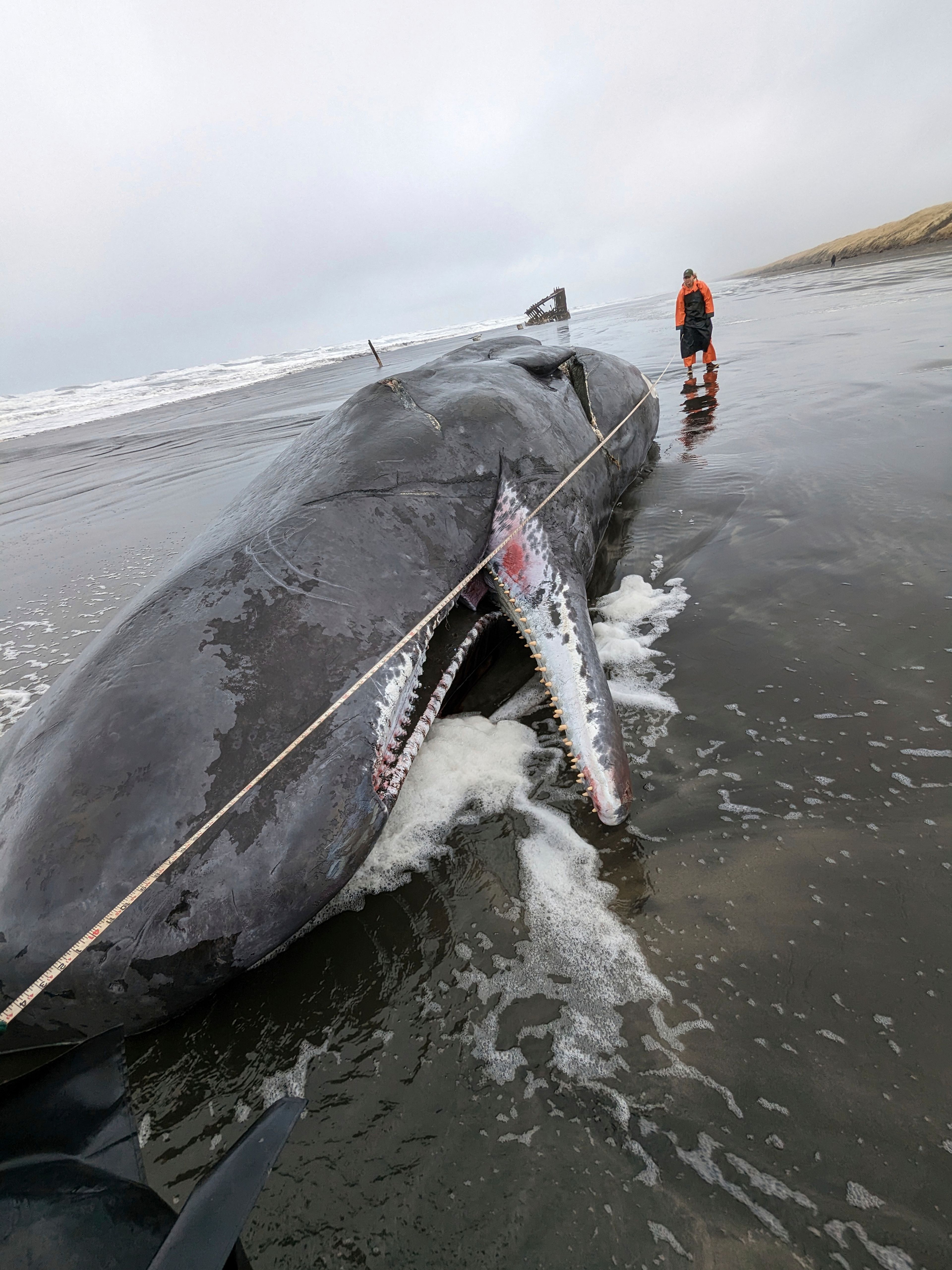 In this photo provided by Oregon State Parks, a dead sperm whale is seen washed up on the Oregon coast near Fort Stevens State Park in Clatsop County, Oregon on Sunday, Jan. 15, 2023. A necropsy performed by the federal NOAA Fisheries agency found the cause of death was a ship strike. (Oregon State Parks via AP)