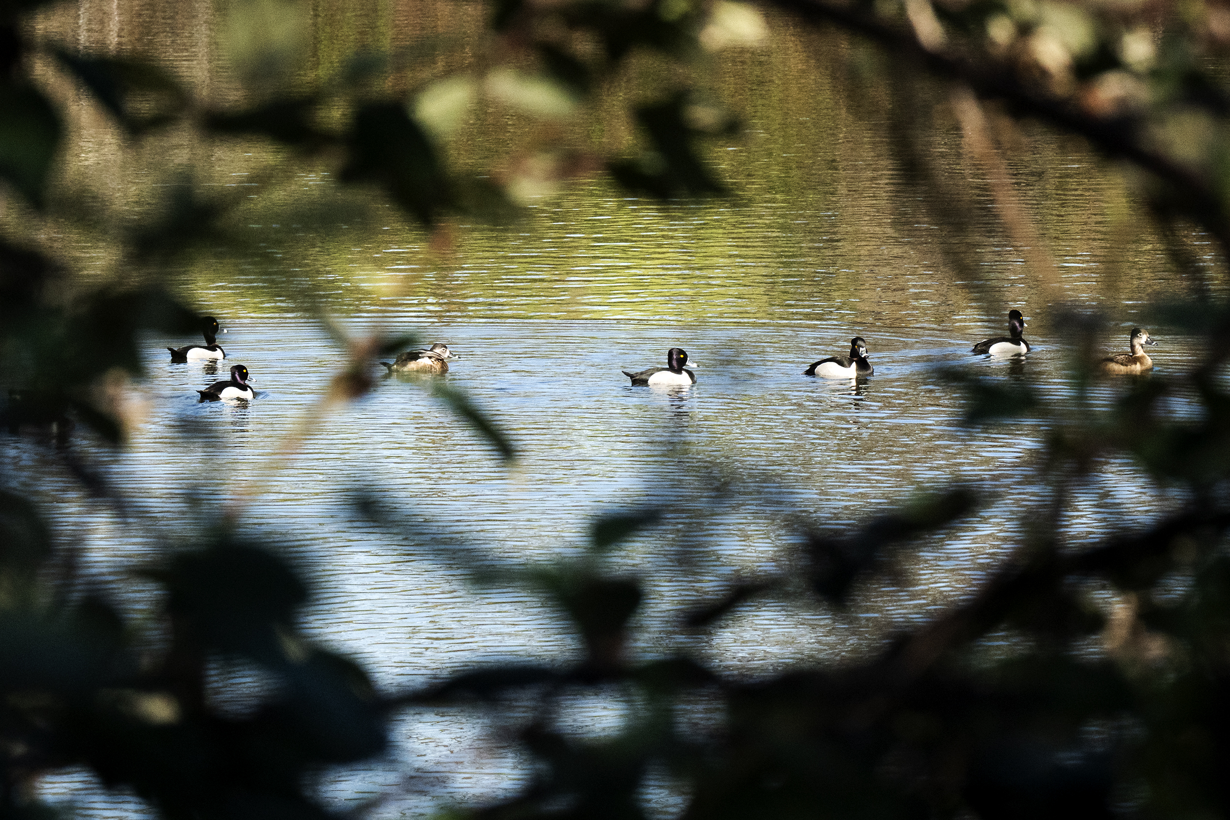 Pond crossing