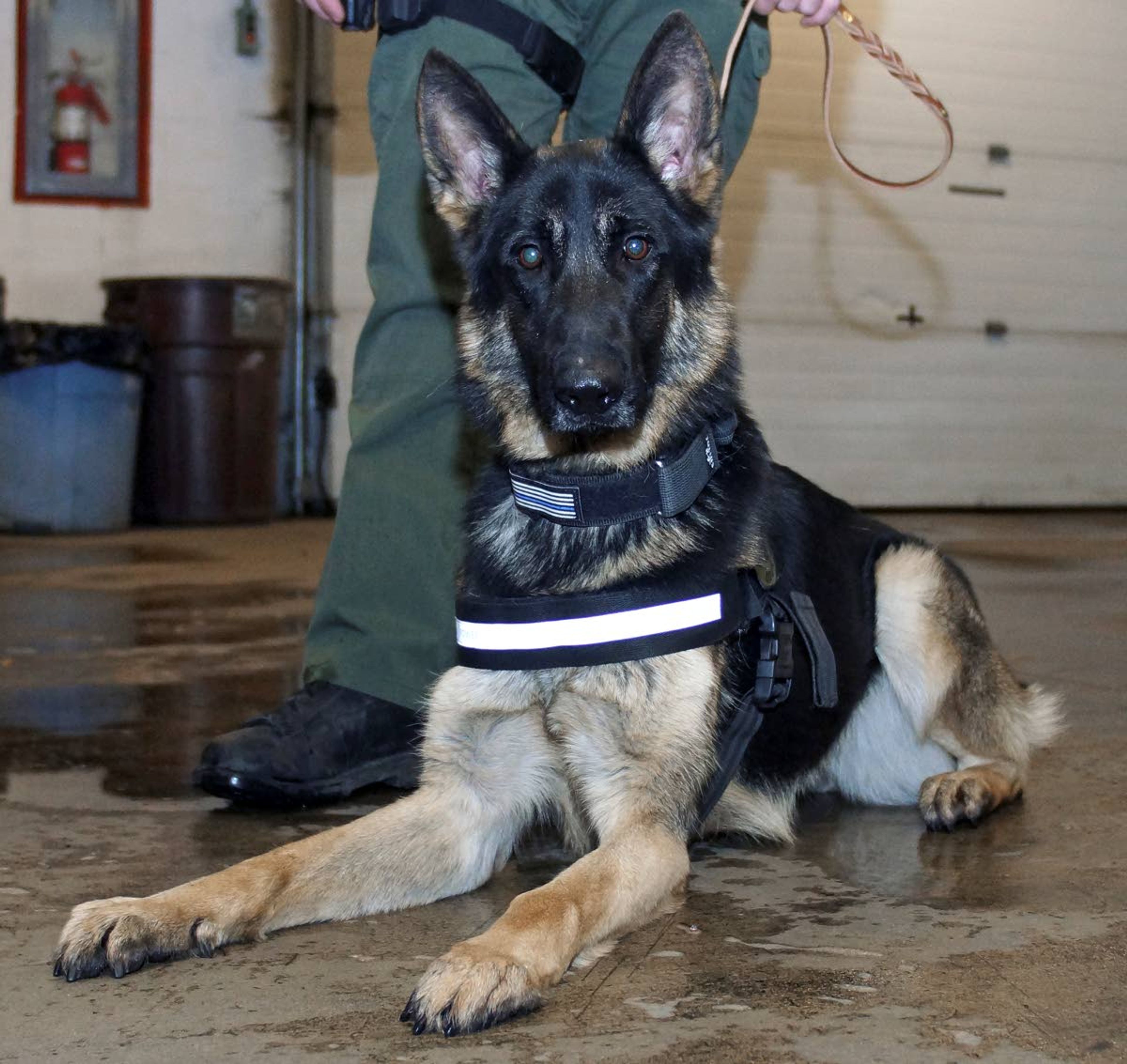 Lilly, a 15-month-old German shepherd, is Whitman County's newest K-9 dog. Her handler is Sgt. Keith Cooper, and she is trained to sniff out narcotics.