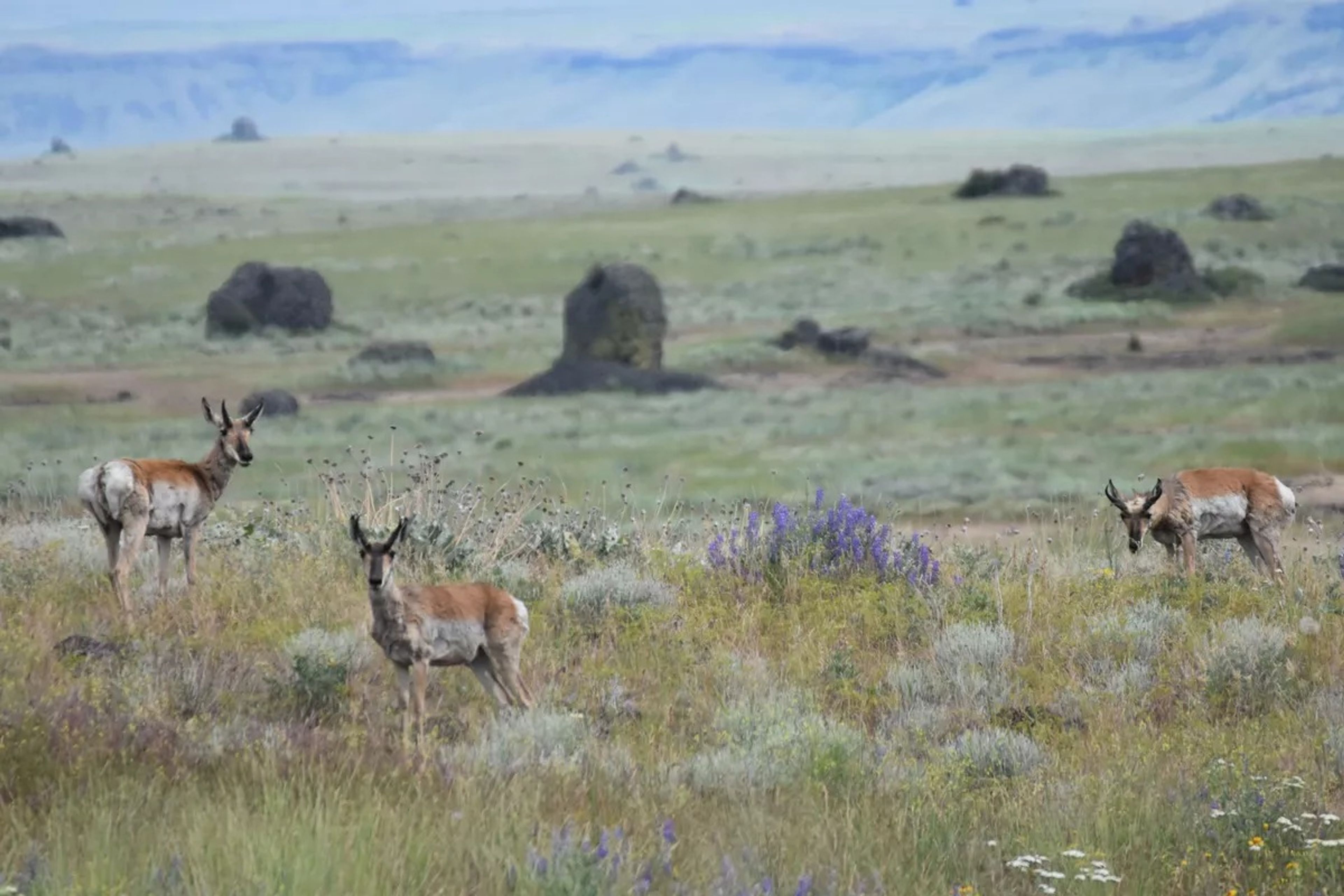 Historic hunt marks a new era for pronghorn on the Colville Reservation