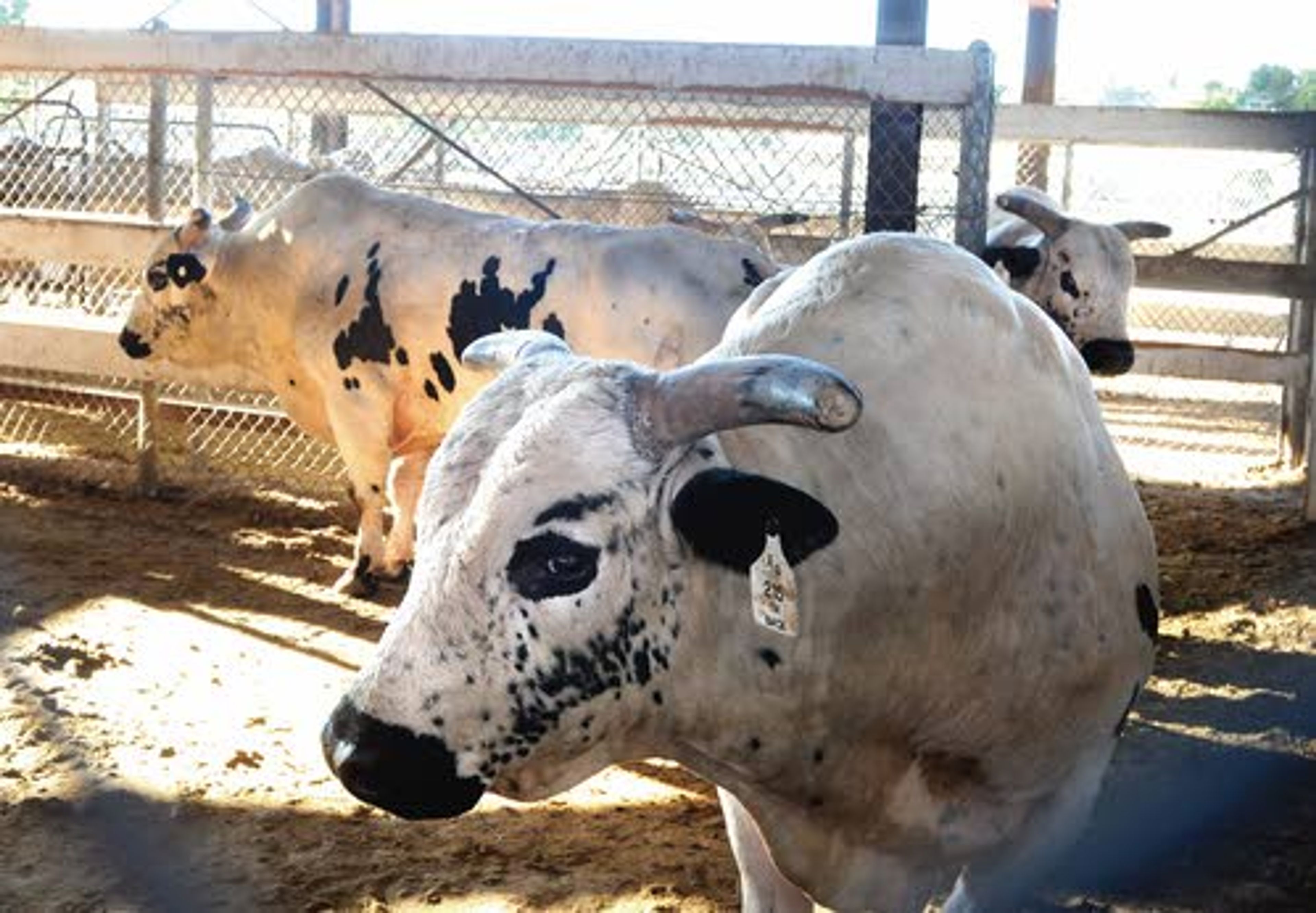 Three of four identical bulls roam the pens below the main grandstand at the Lewiston Roundup grounds. The four 7-year-old bulls were cloned from legendary bull Panhandle Slim.