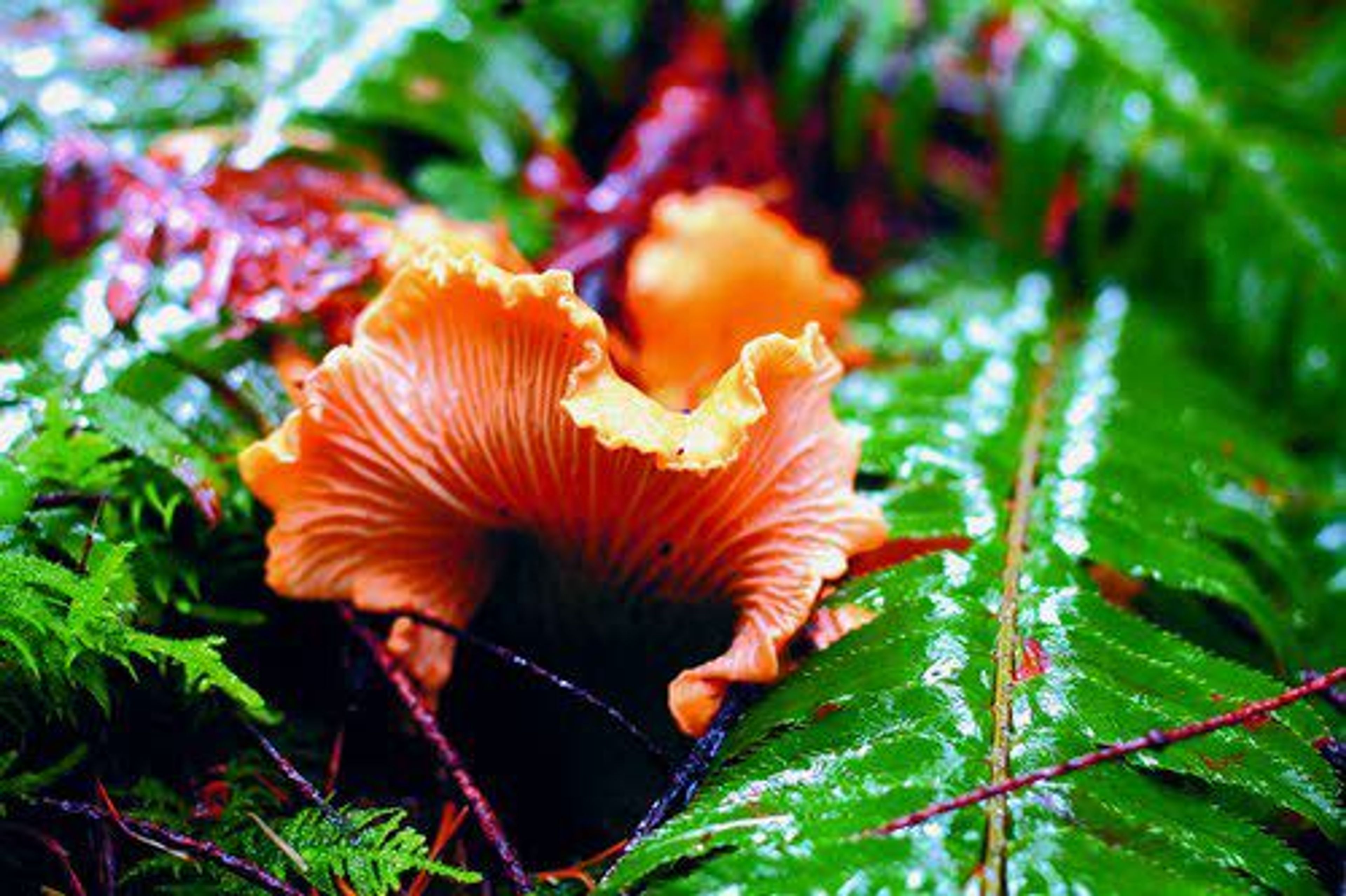 A golden chanterelle mushroom, a prized edible that is relatively easy for beginners to find, is shown near Skykomish, Wash.