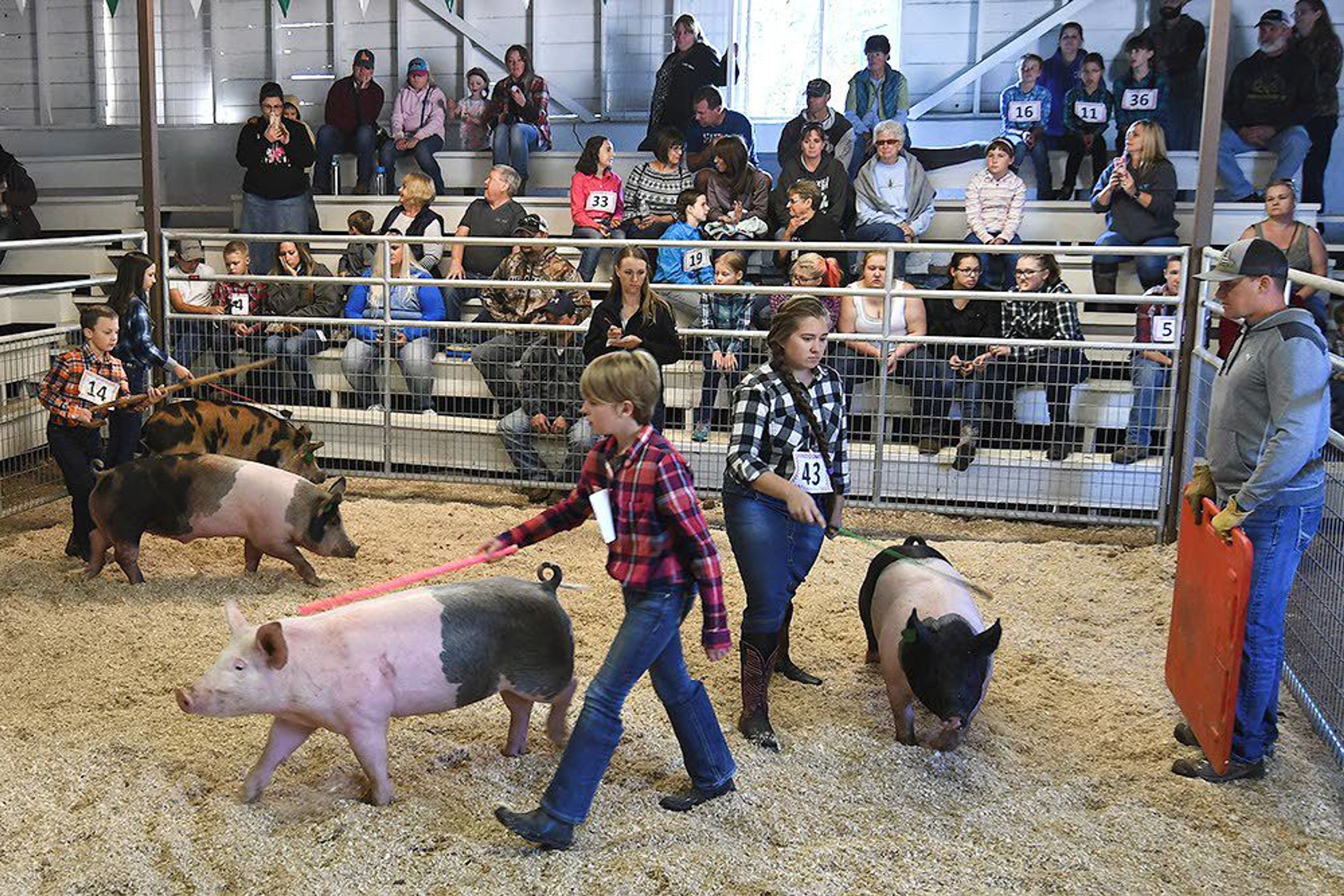 Virginia Clafferty, 12, and her sister Isabella Clafferty, 10, brush off their swine Sunny and Candy before showing them in the arena at the Clearwater County Fair at Orofino Friday.