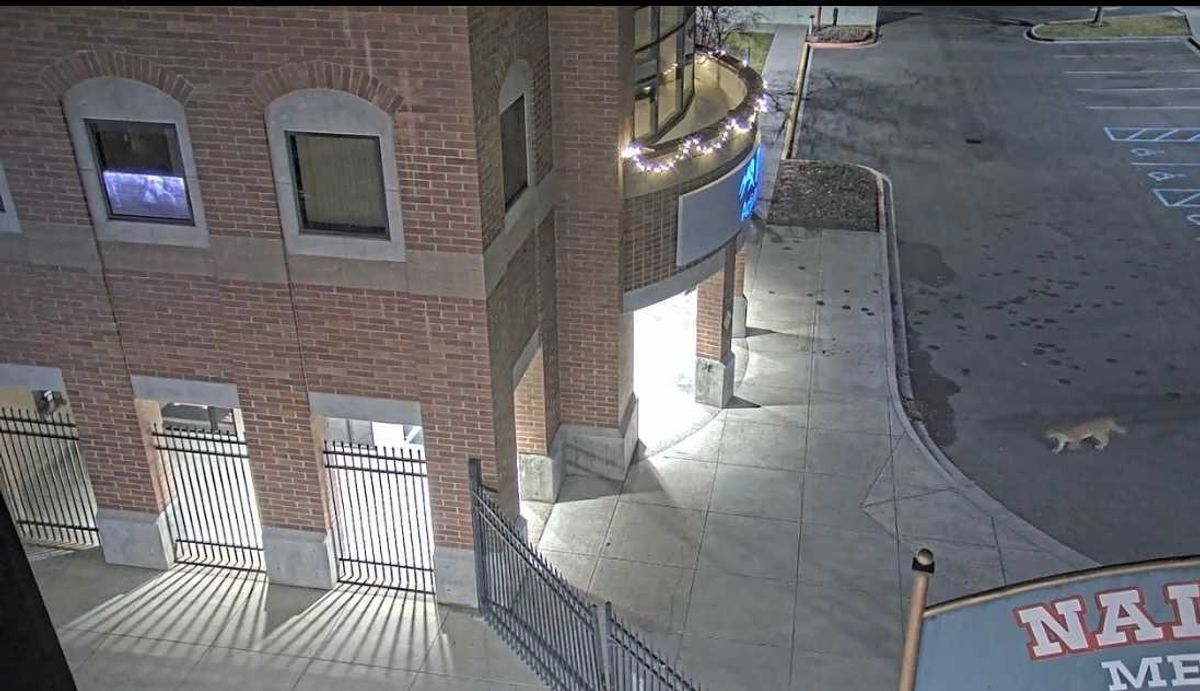 Mountain lion spotted on LCSC campus in Lewiston on Sunday night