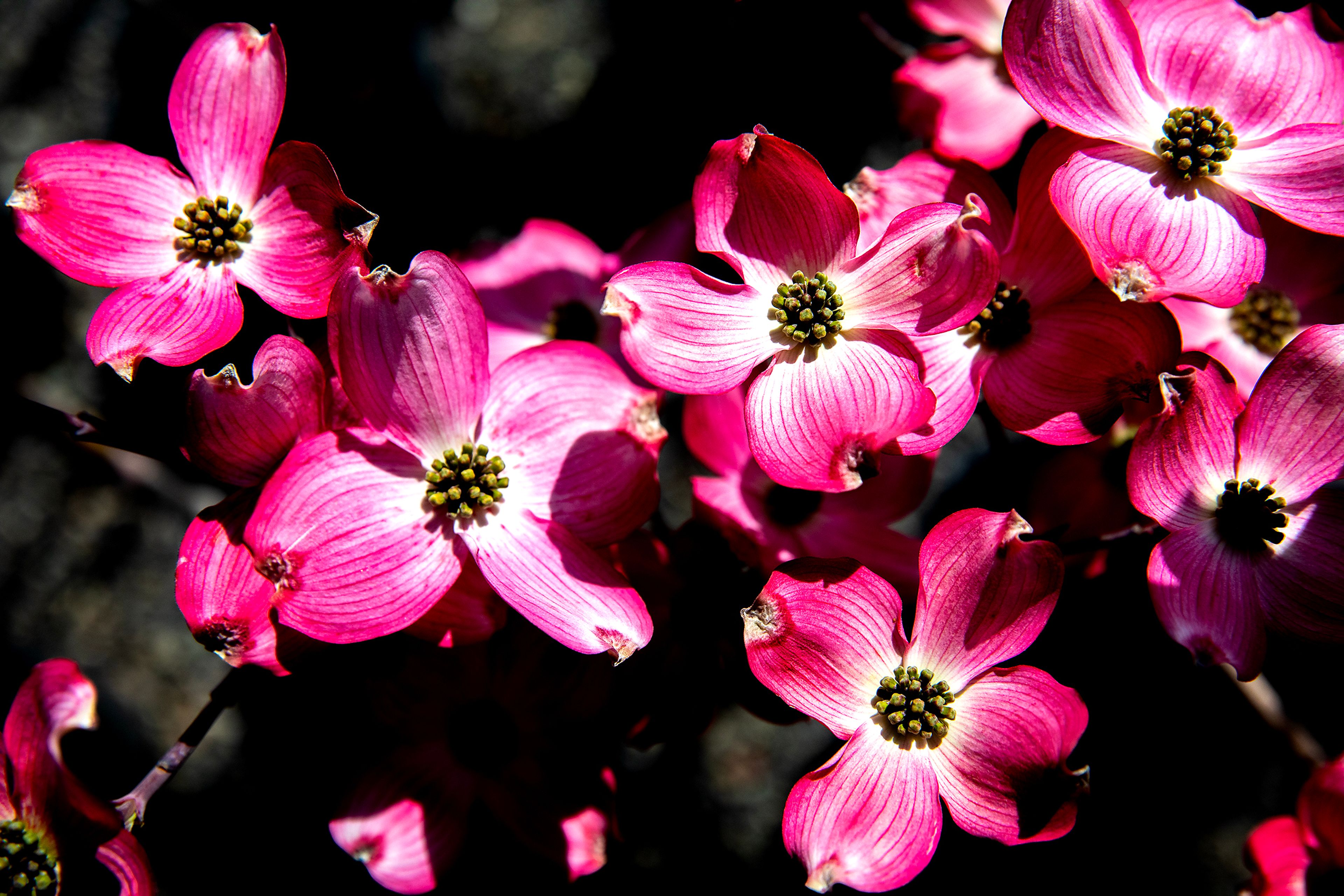 Prairie pink dogwood flowers bloom on a tree Saturday at Patt’s Garden Center in Clarkston.