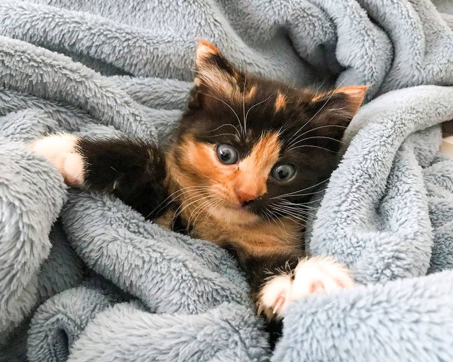 It’s summer, kids, and that means it’s SnapShoot time