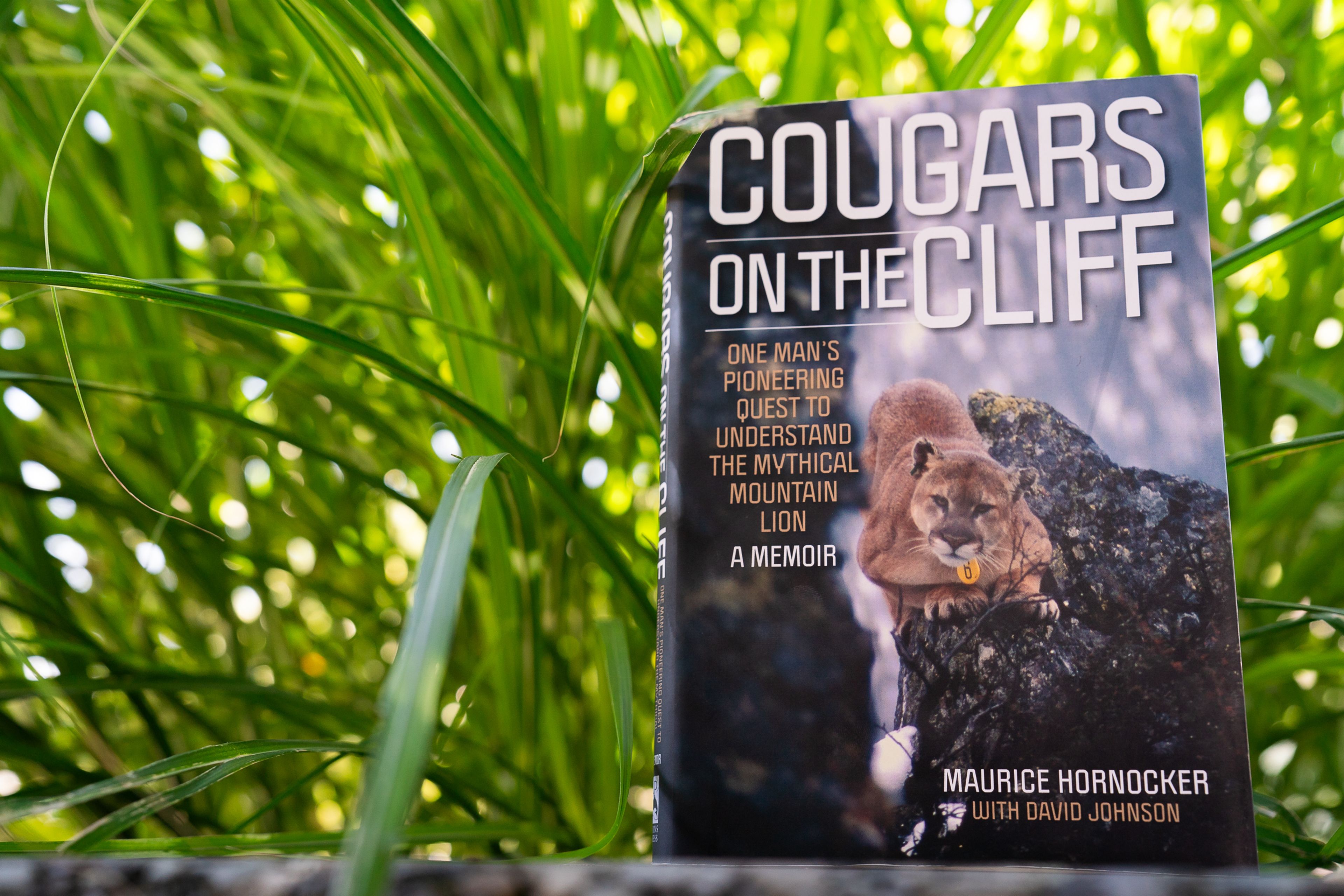 “Cougars on the Cliff: One Man’s Pioneering Quest to Understand the Mythical Mountain Lion,” a book Hornocker penned with retired Tribune reporter David Johnson, of Moscow.