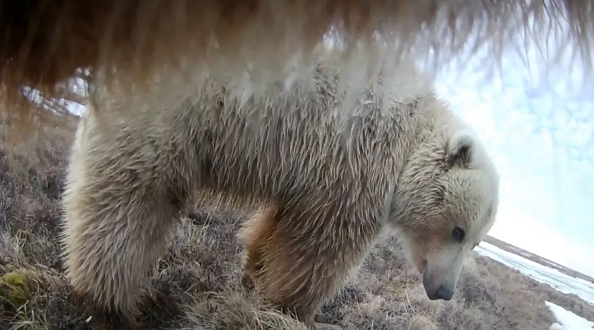 Collar cameras let WSU scientists see the Arctic from bear’s point of view
