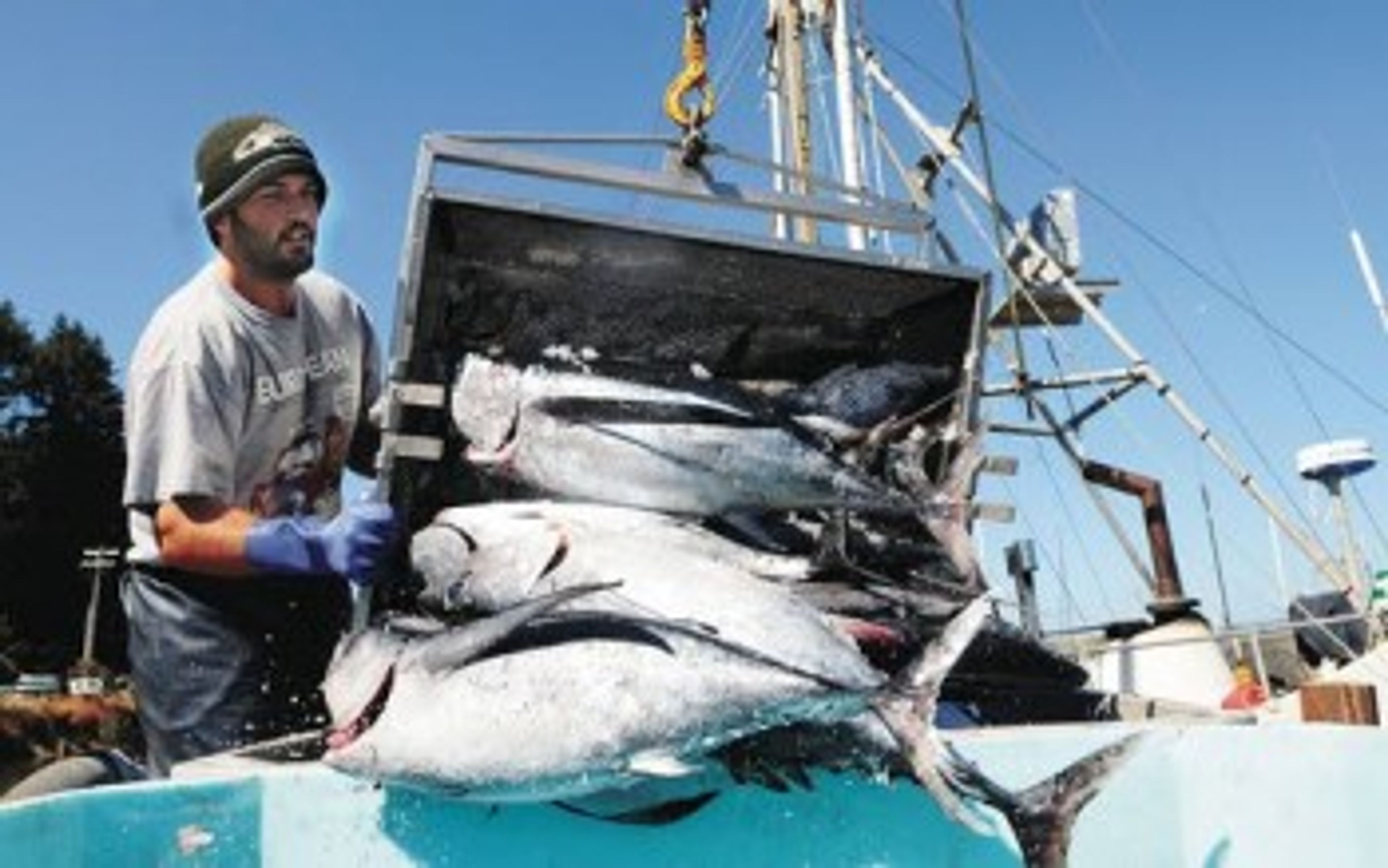 Tuna season is 'popping' on Oregon coast