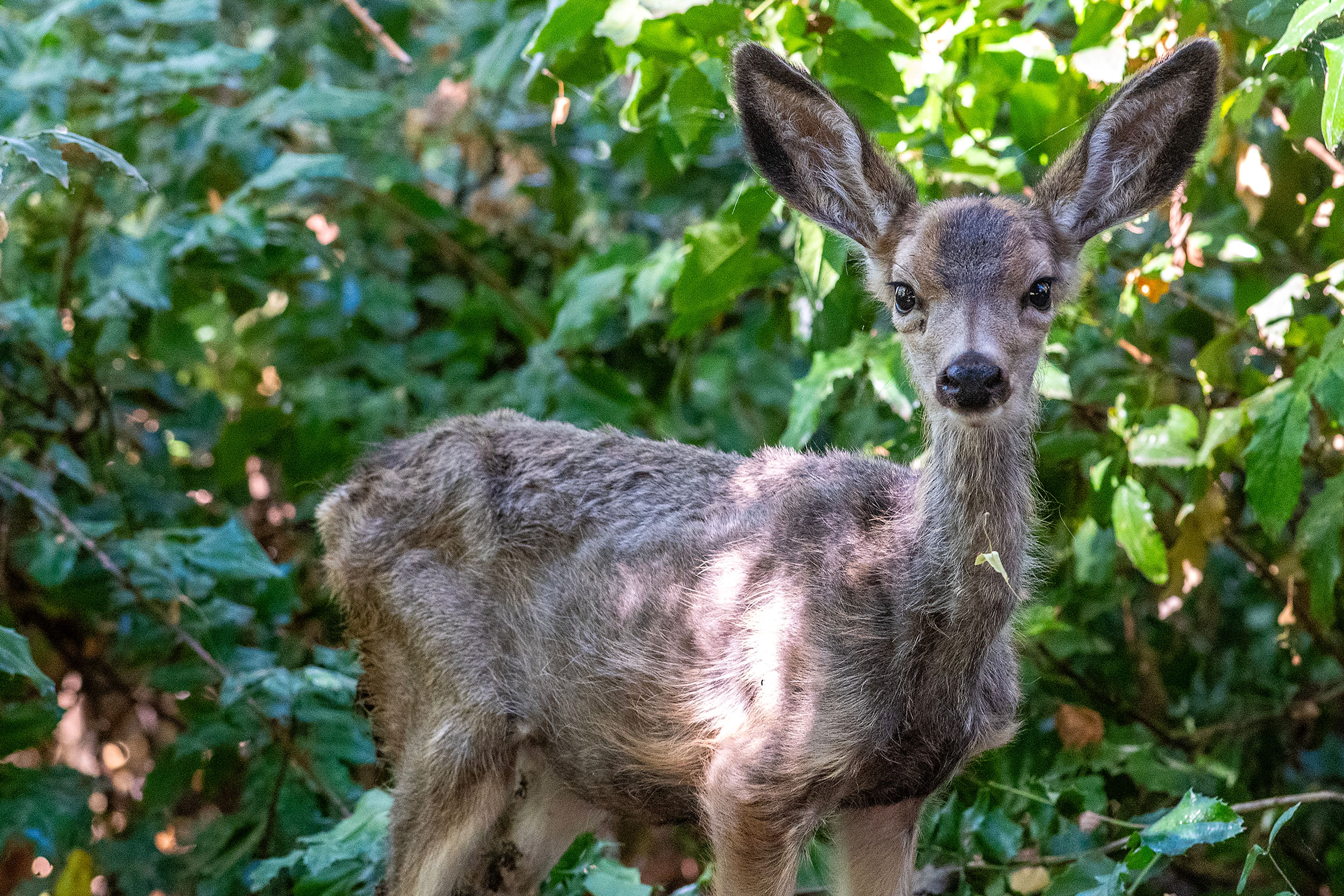 A deer watches from the bushes at Hells Gate State Park in Lewiston.