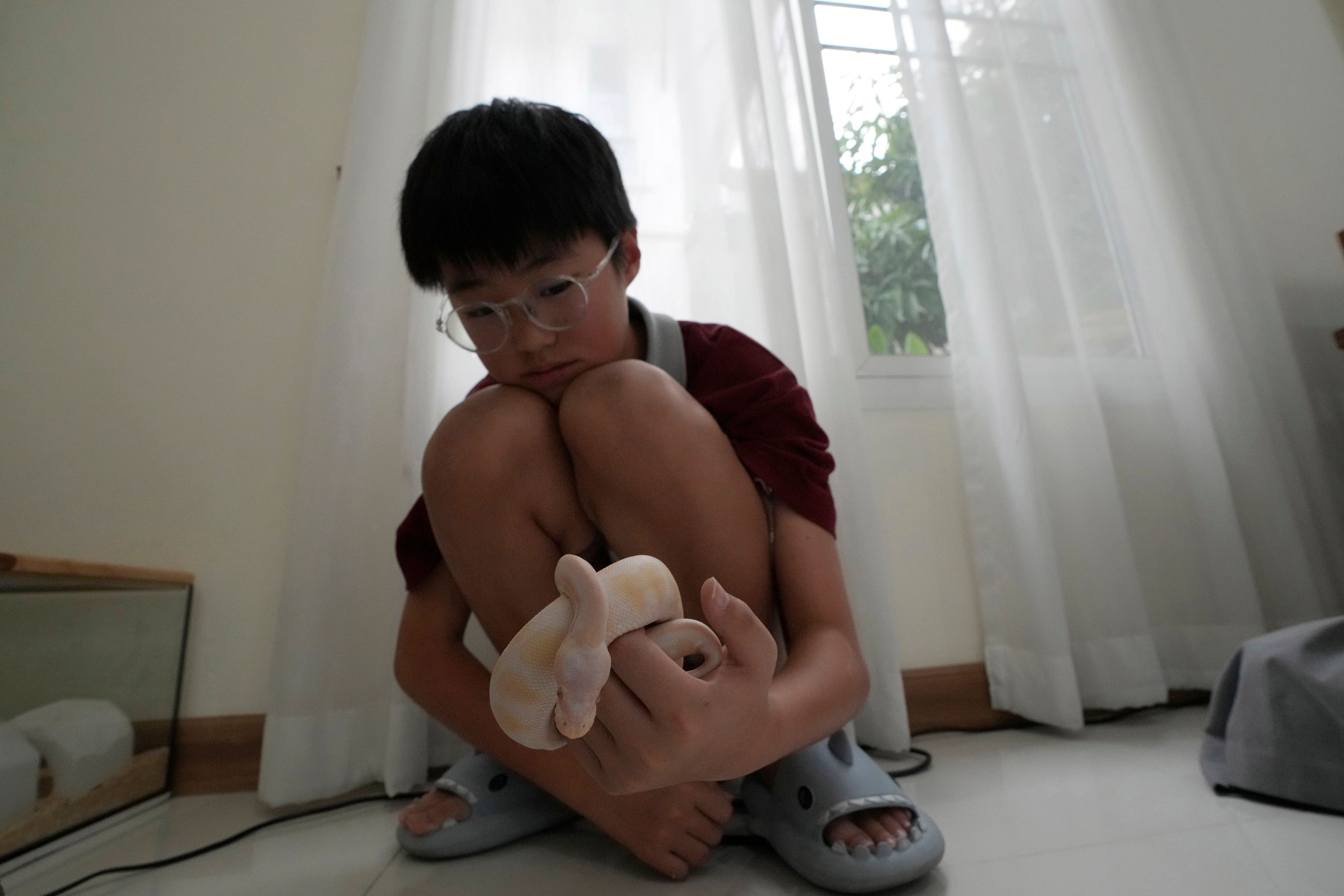 Rodney Feng plays with his pet, an albino ball python called Banana, in Chiang Mai province, Thailand, Tuesday, April 23, 2024.